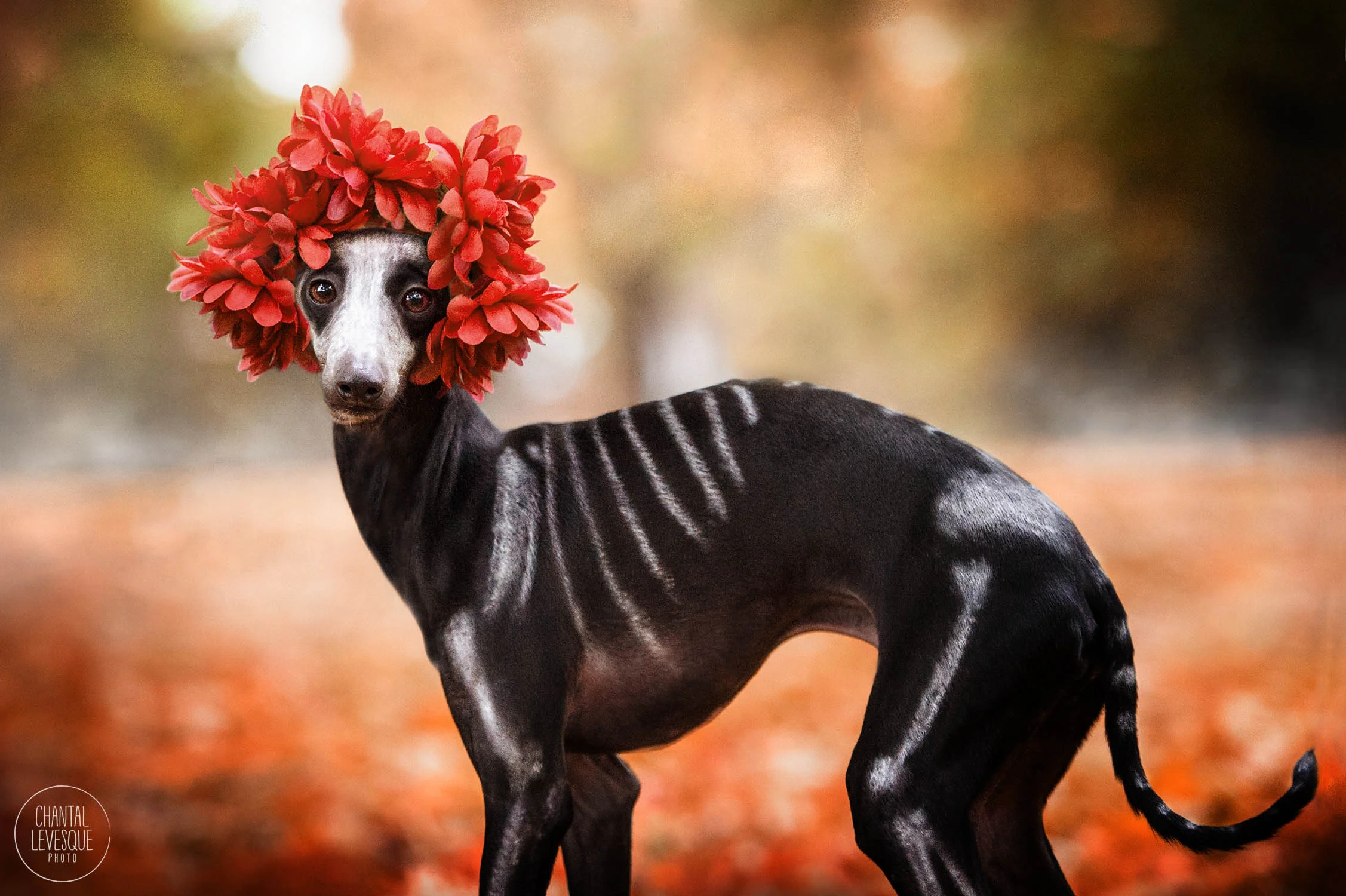 day-of-the-dead-photoshoot-dog.jpg