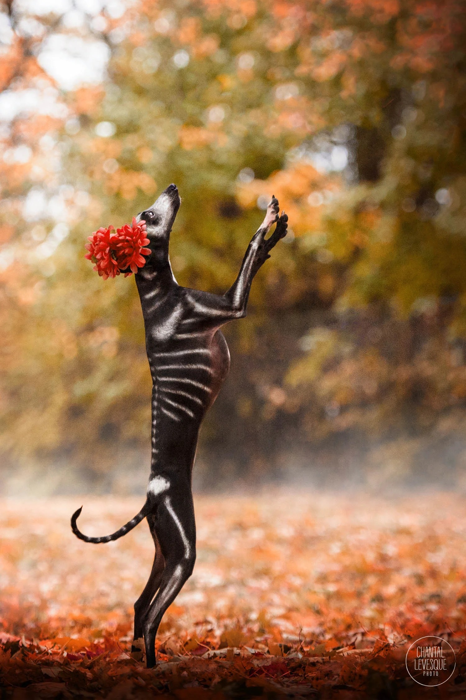 creative-dog-photography-montreal.jpg