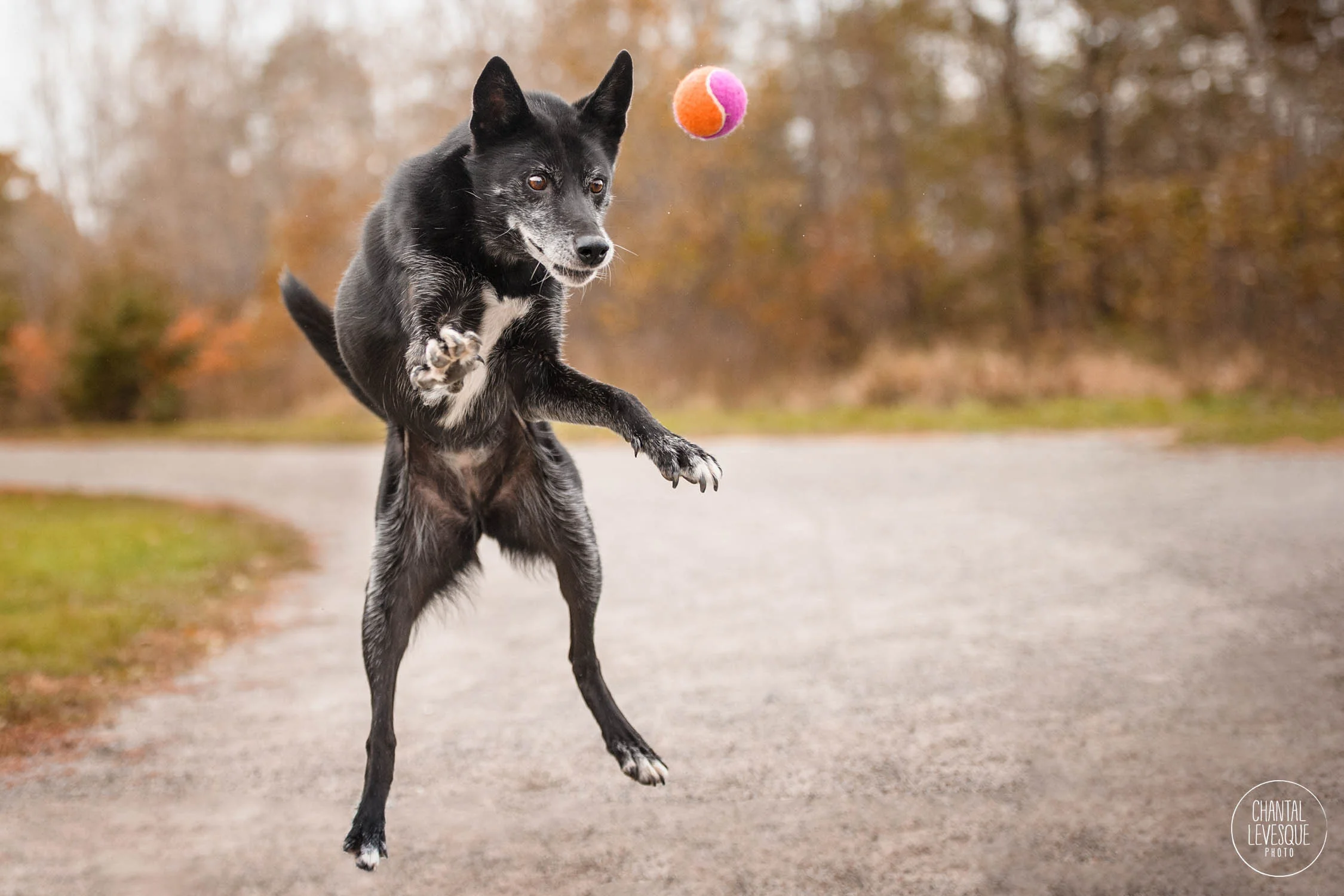 Quand t’es hypnotisée par ta balle - Phoebe