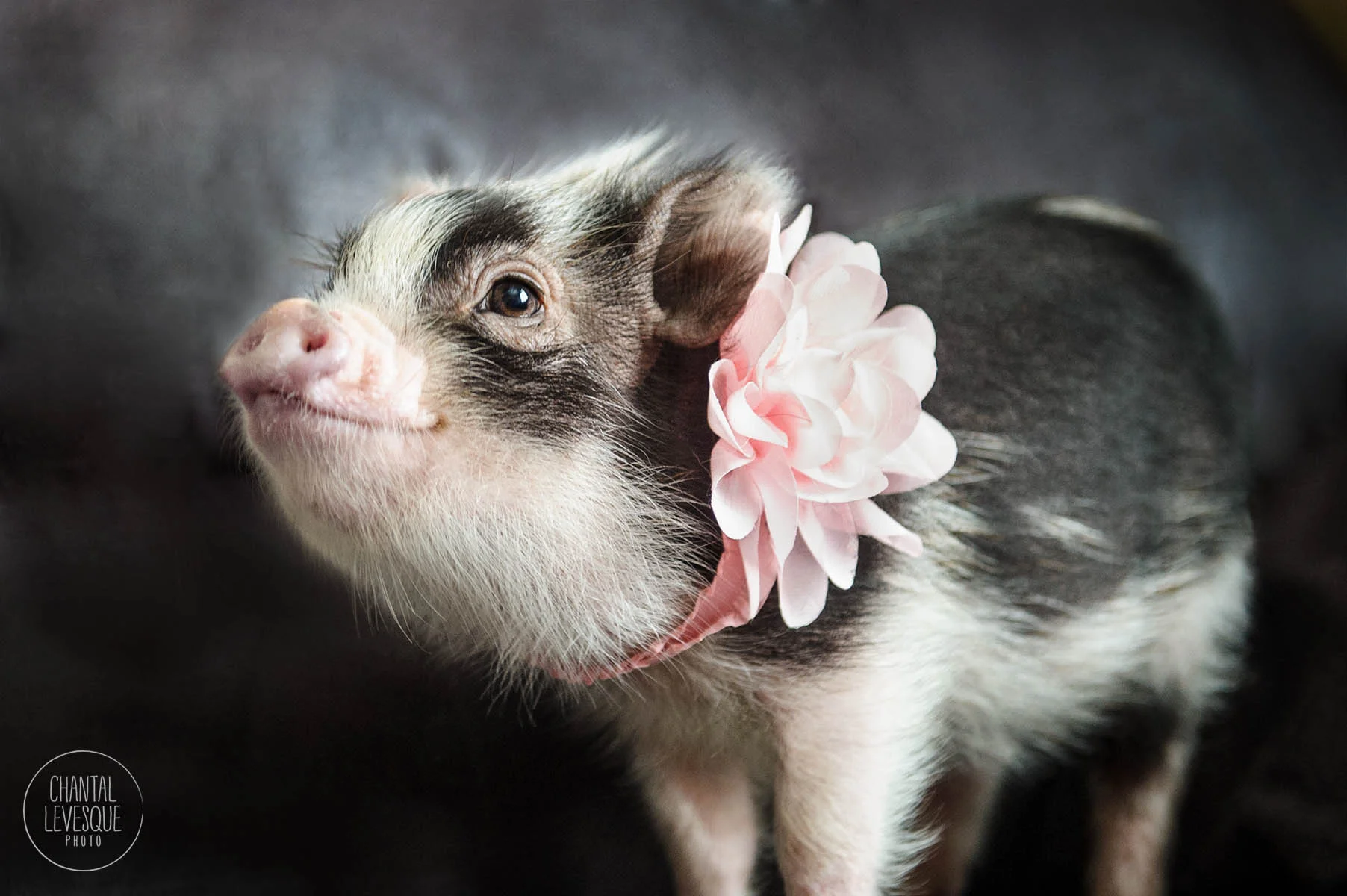 fluffy-2640-web.jpg