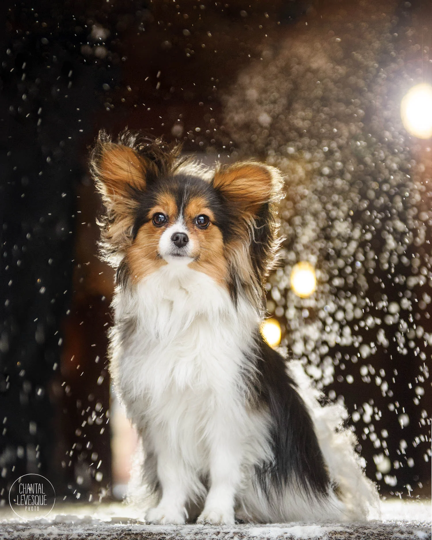 papillon-snow-lights-portrait.jpg