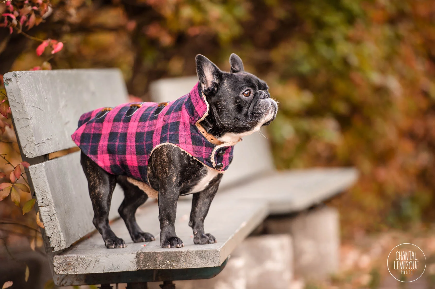 frenchie-fashion.jpg