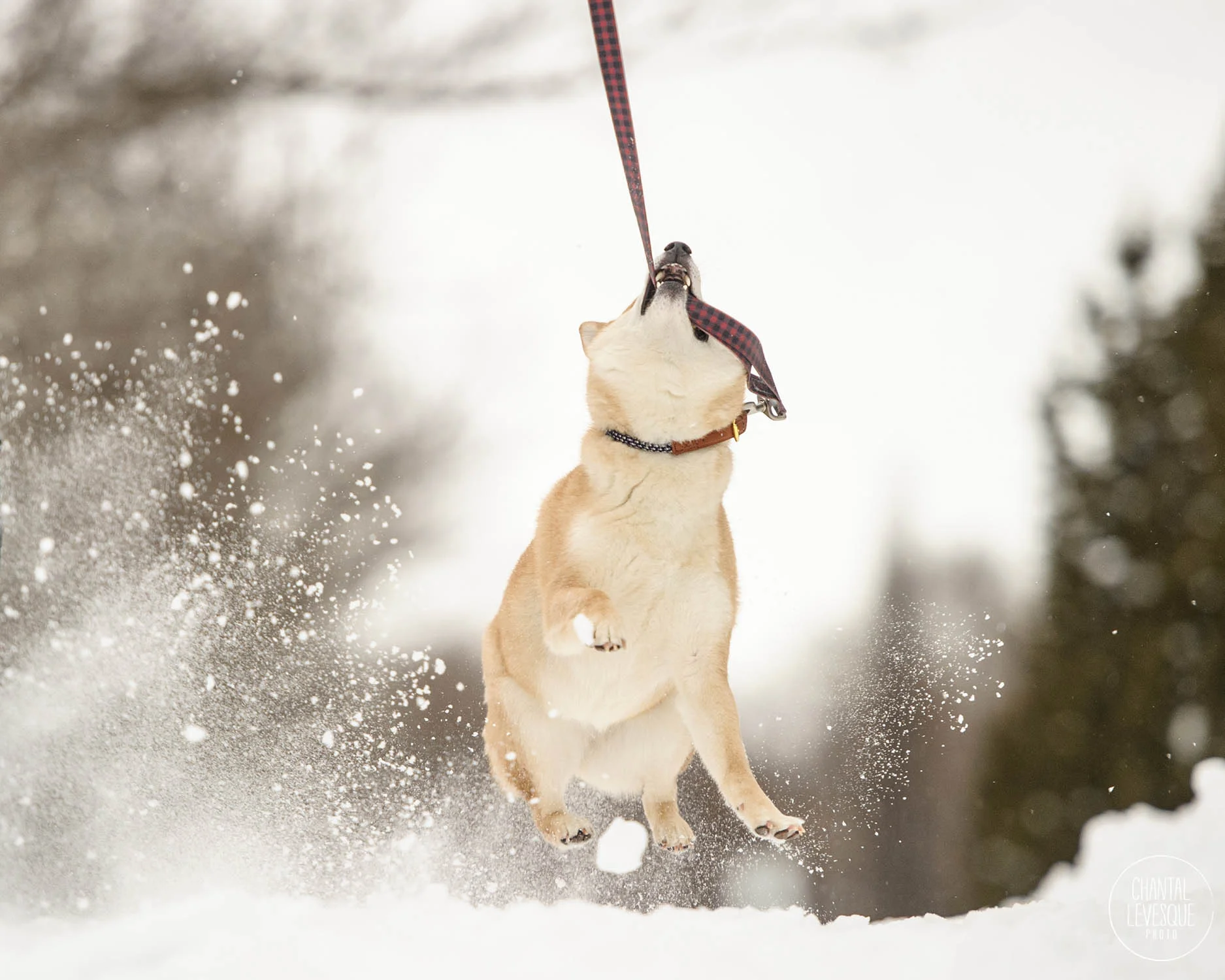 shiba-inu-bite-leash.jpg