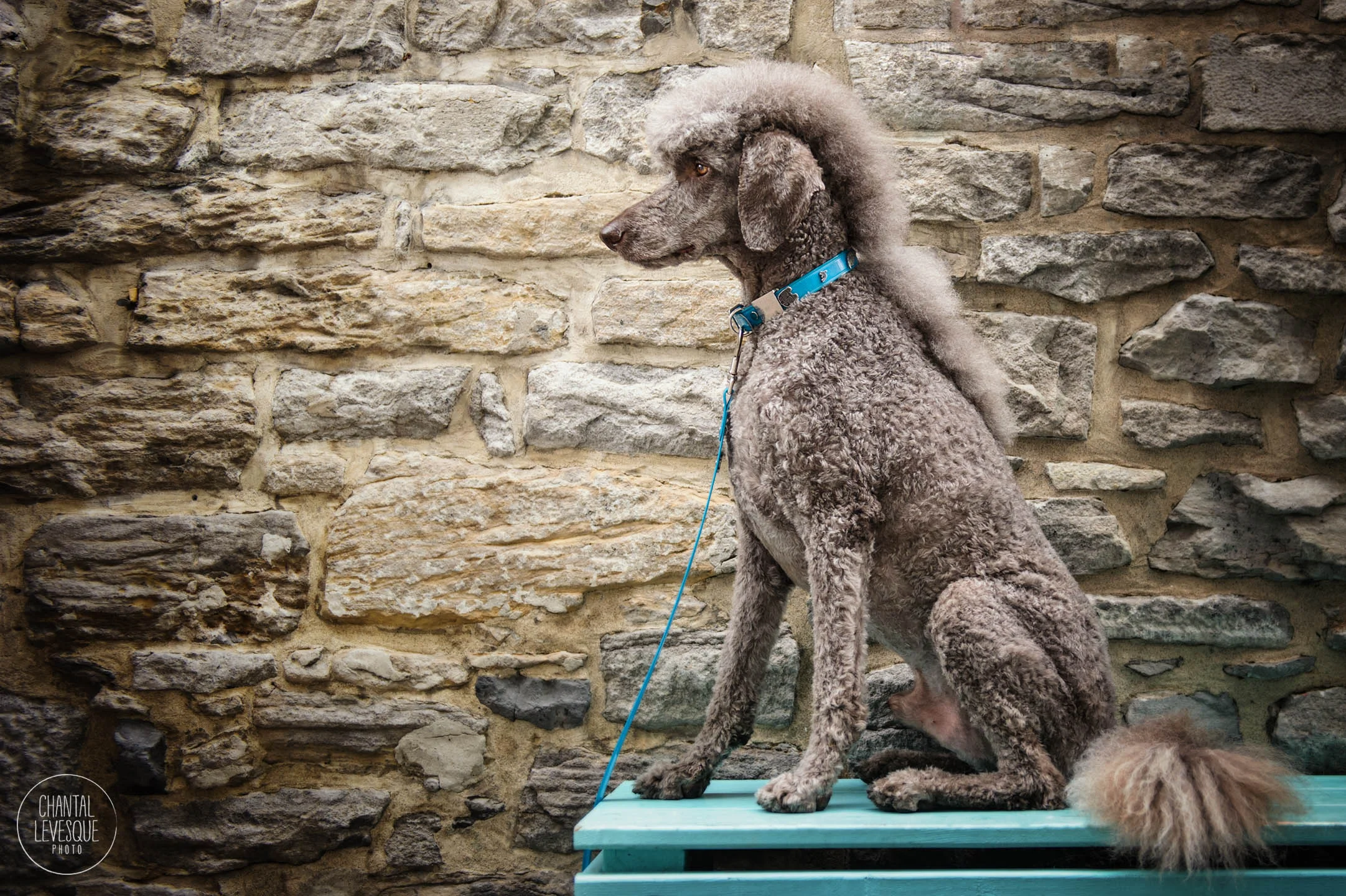 LE CHIEN LE PLUS COOL EN VILLE