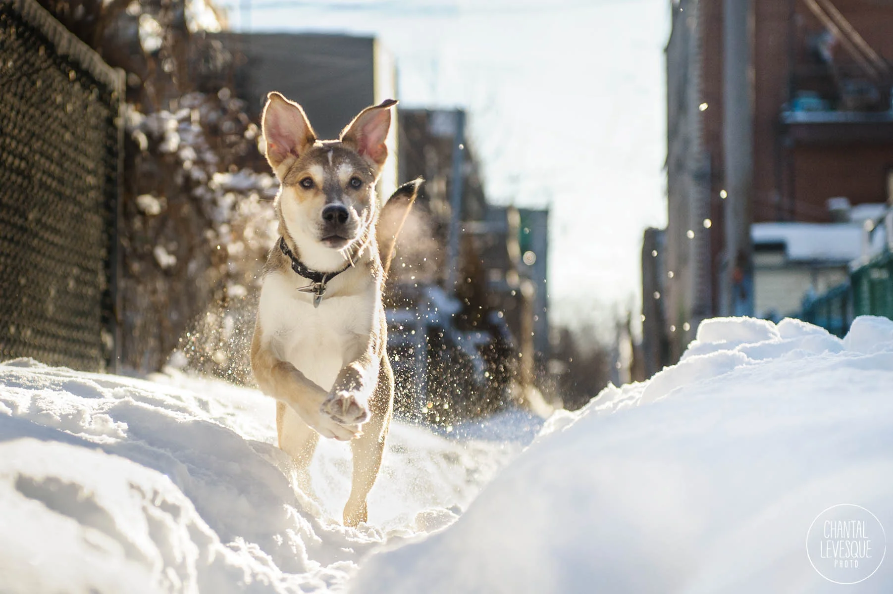 HAKAN LE CHIOT - SÉANCE DANS UNE RUELLE ENNEIGÉE