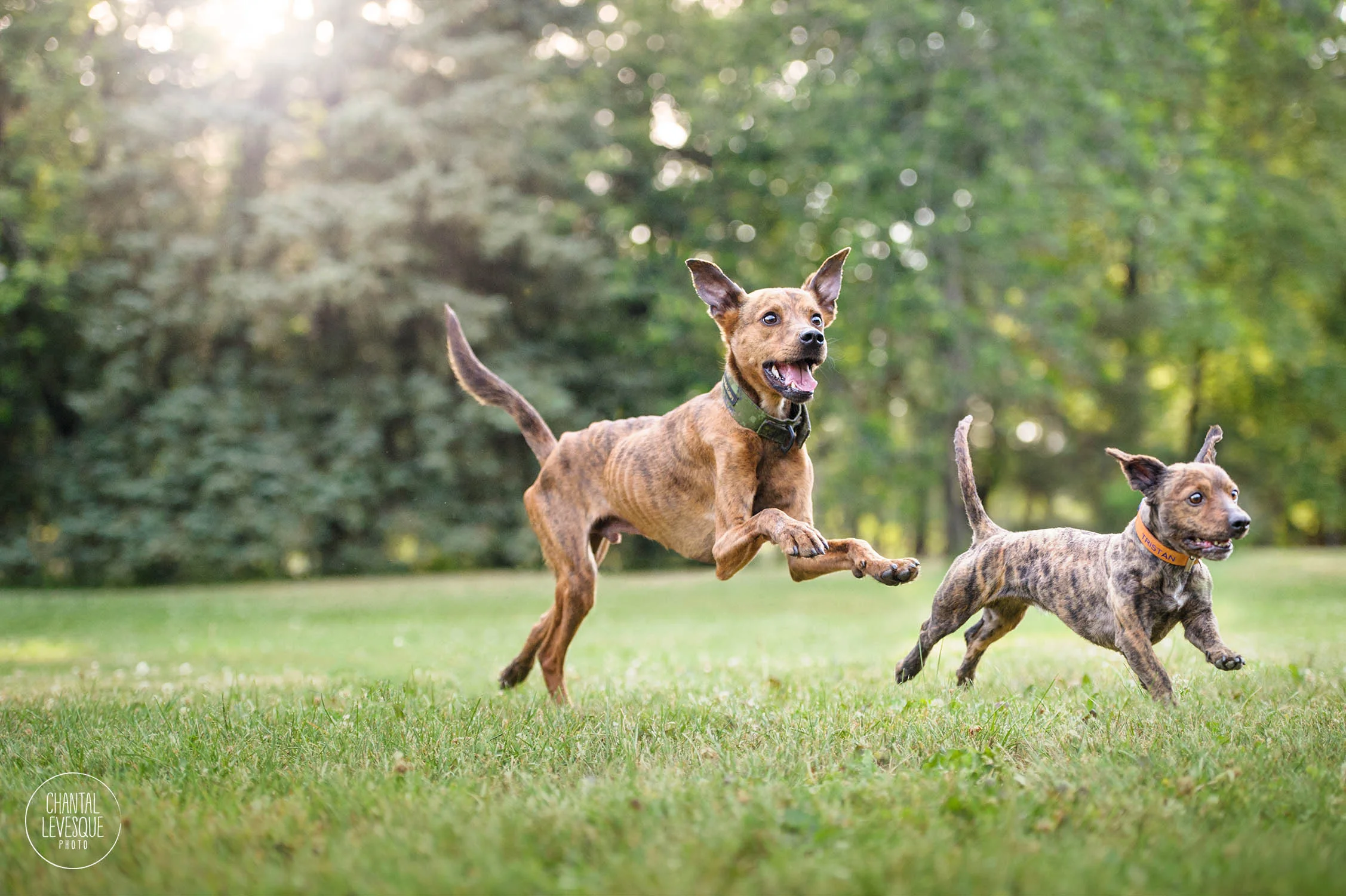 TRISTAN ET TYSON - SÉANCE ACTIVE