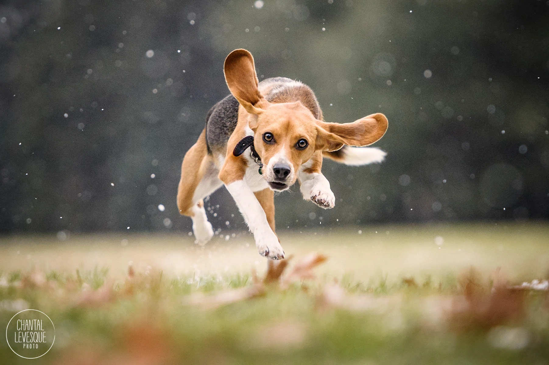 CHIENS RAPIDOS - PHOTOS D'ACTION