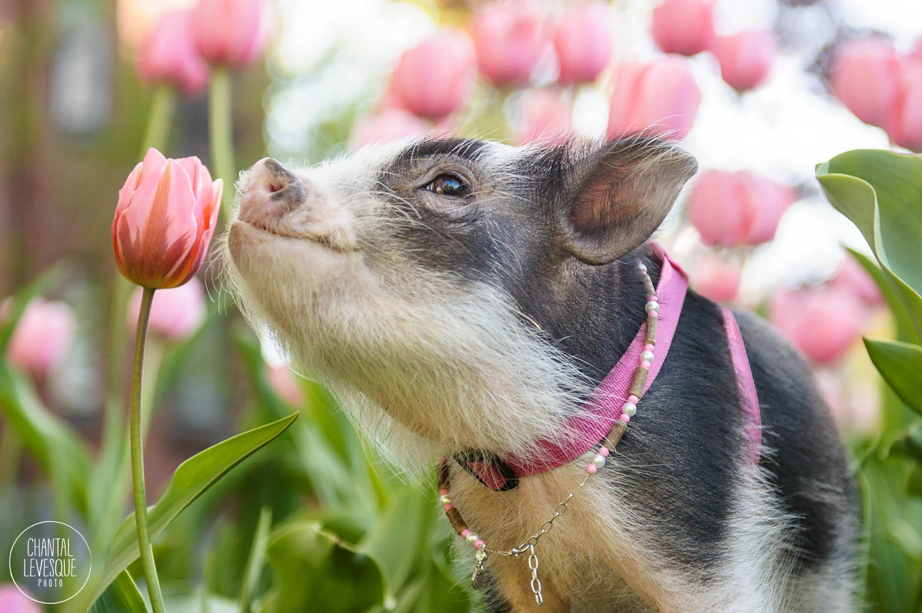 Fluffy le cochon de thérapie