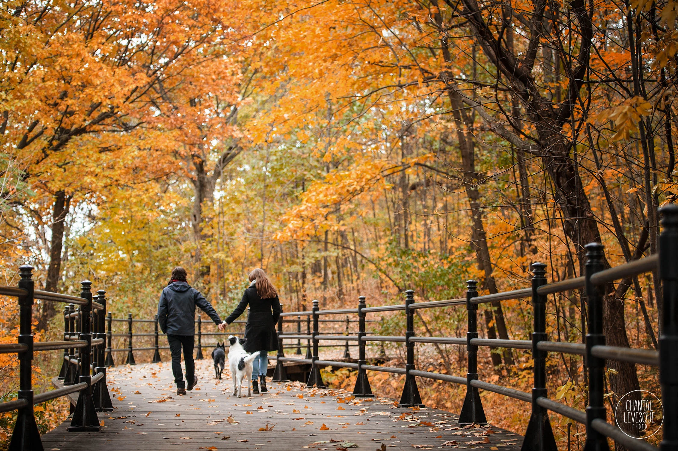 couple-walking-dogs-fall.jpg