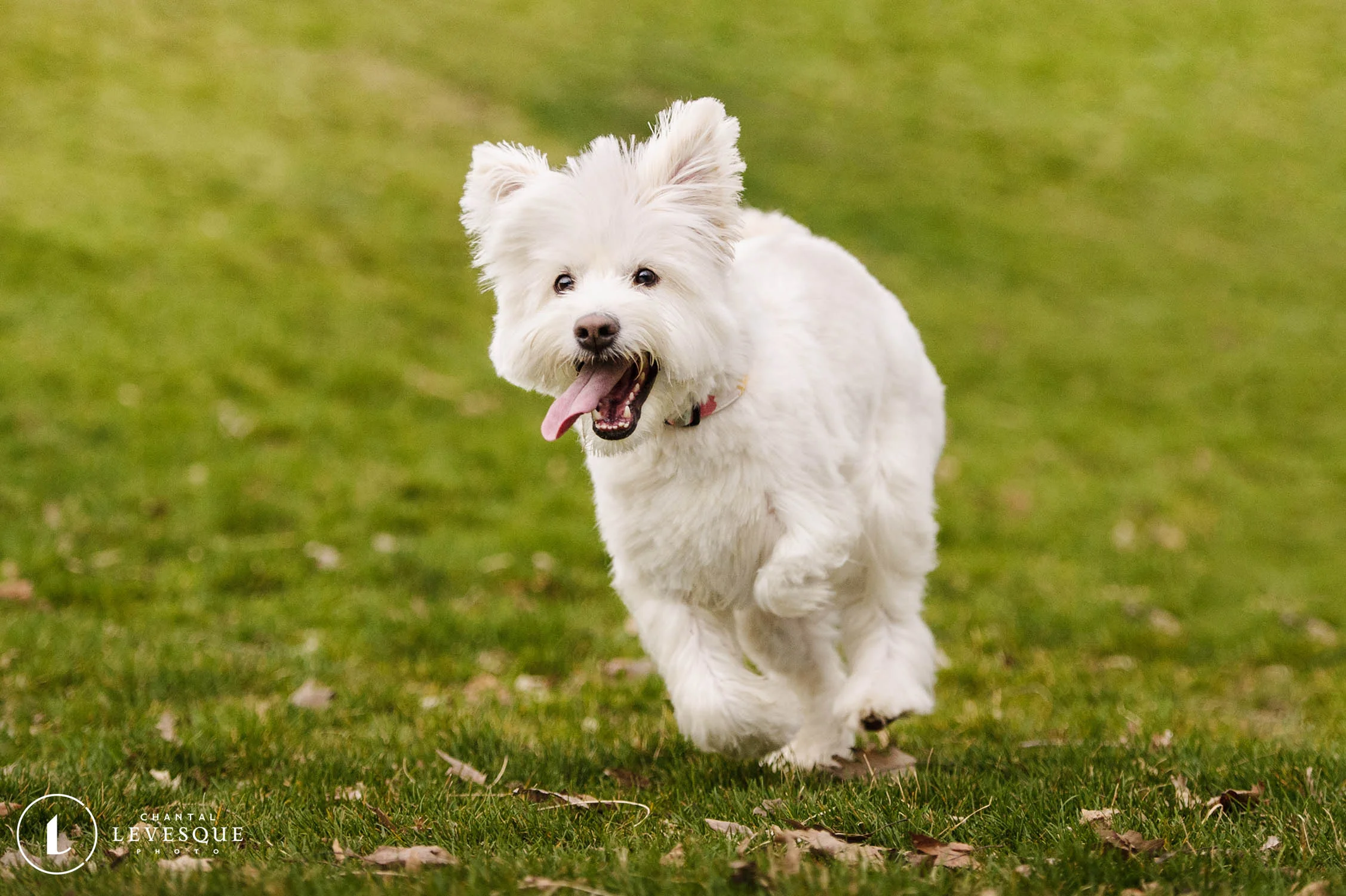 action-photography-tripawd-mutt.jpg