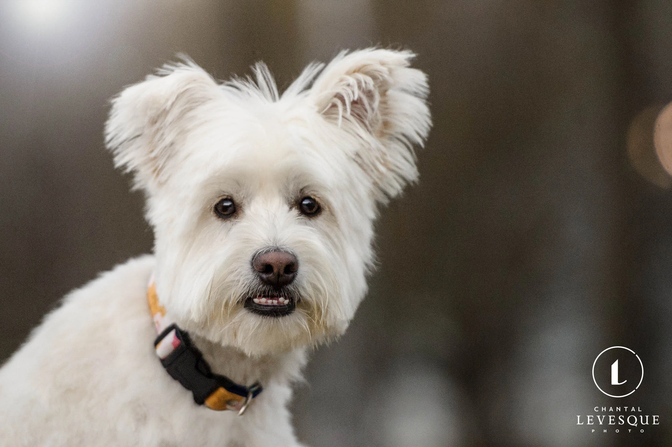 white-mutt-portrait.jpg