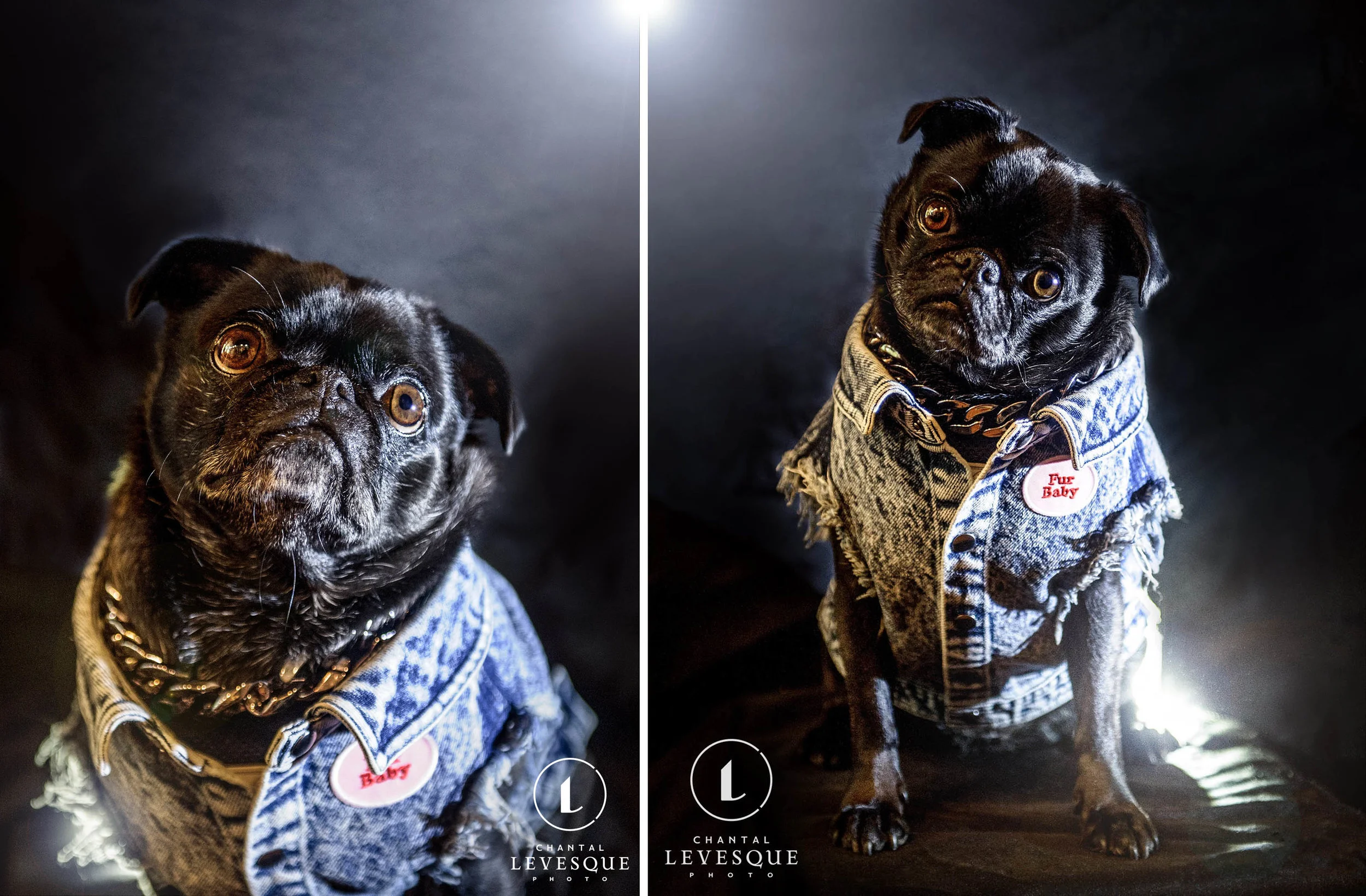 BARK &amp; ROLL 