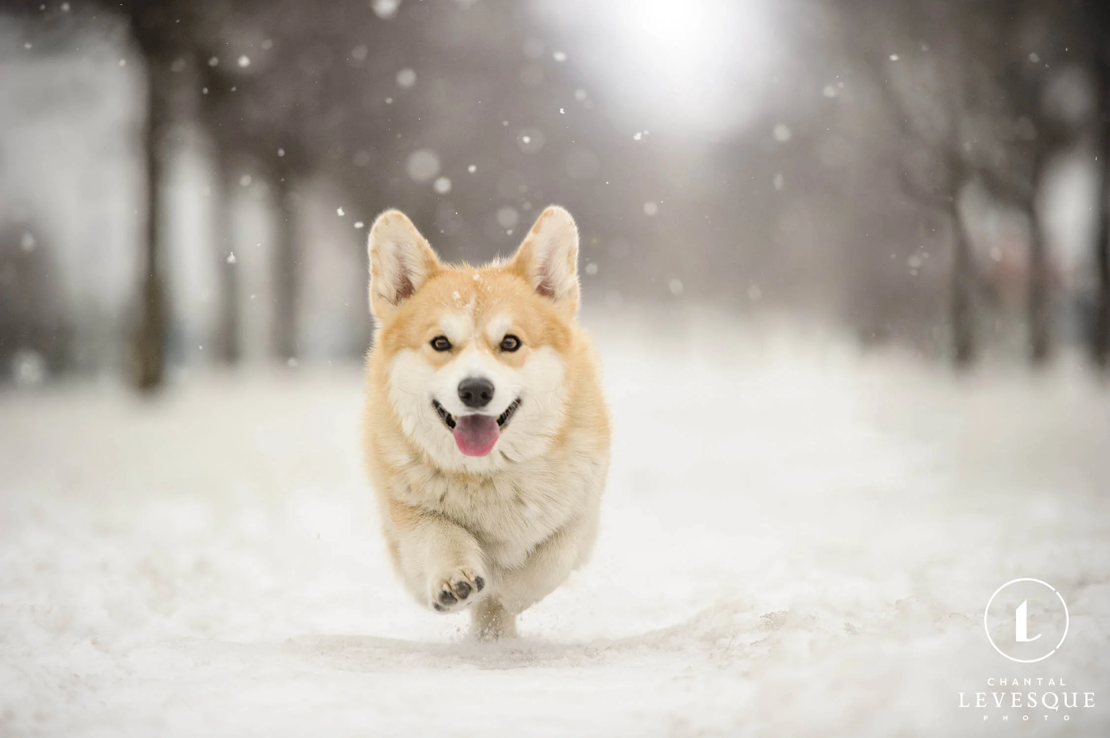 corgi-running-snow.jpg