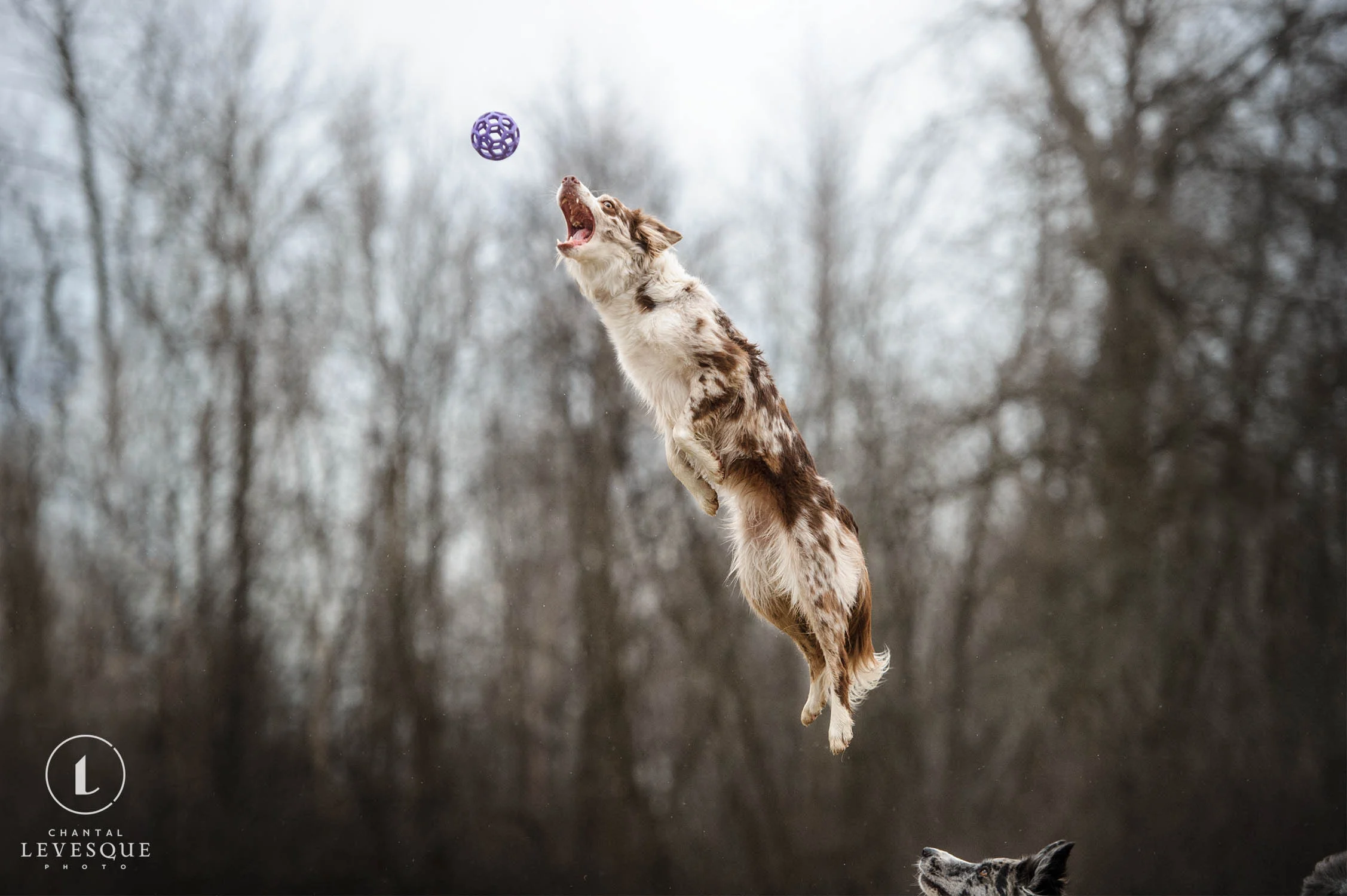 dog-jump-ball.jpg
