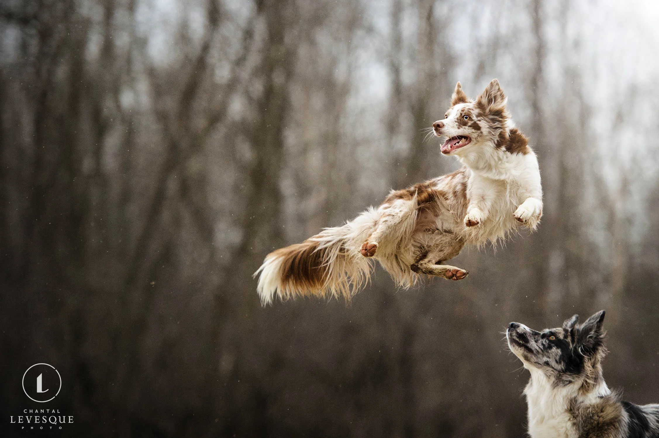 happy-dog-jump.jpg
