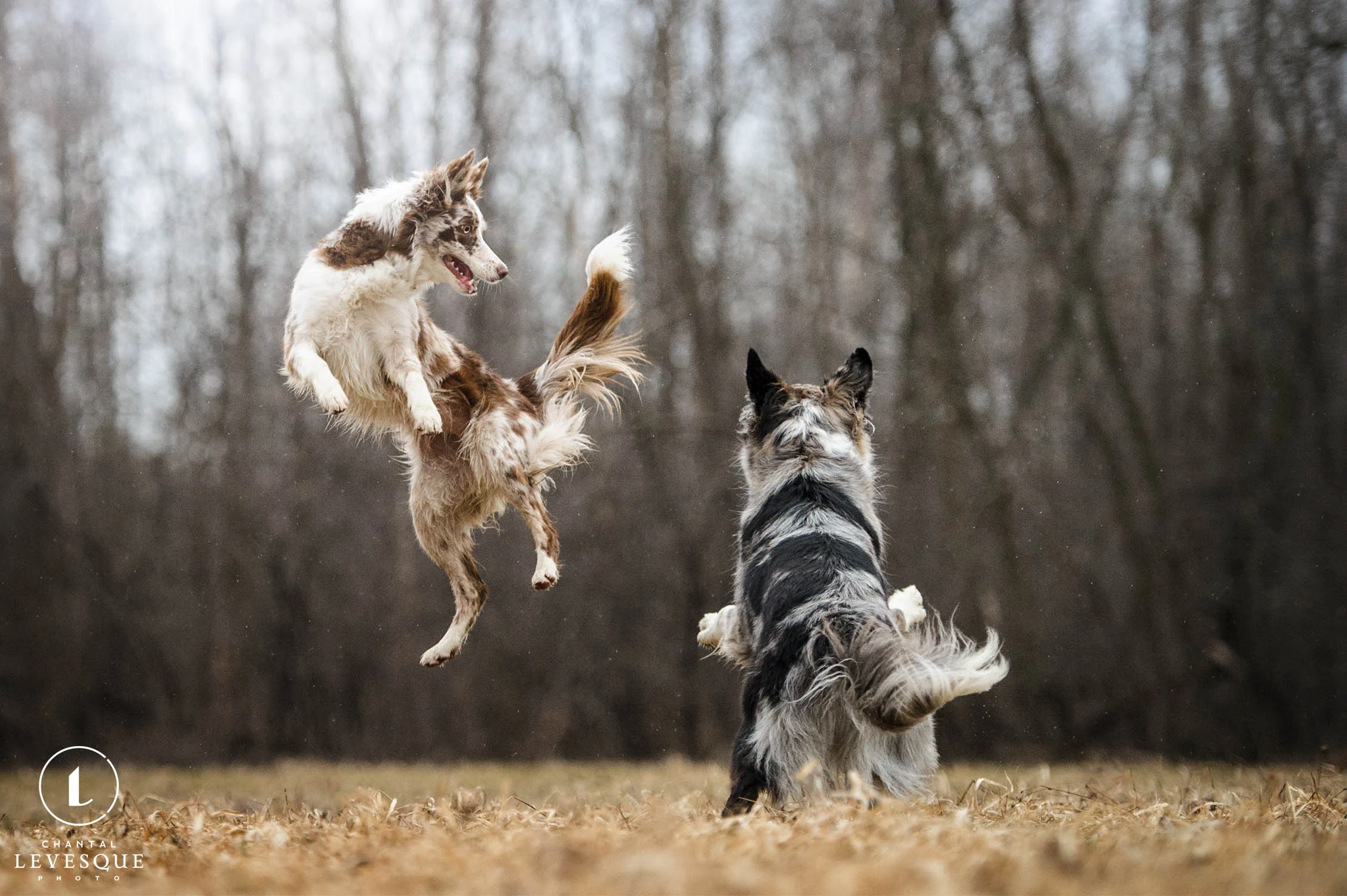 rockstar-dogs.jpg