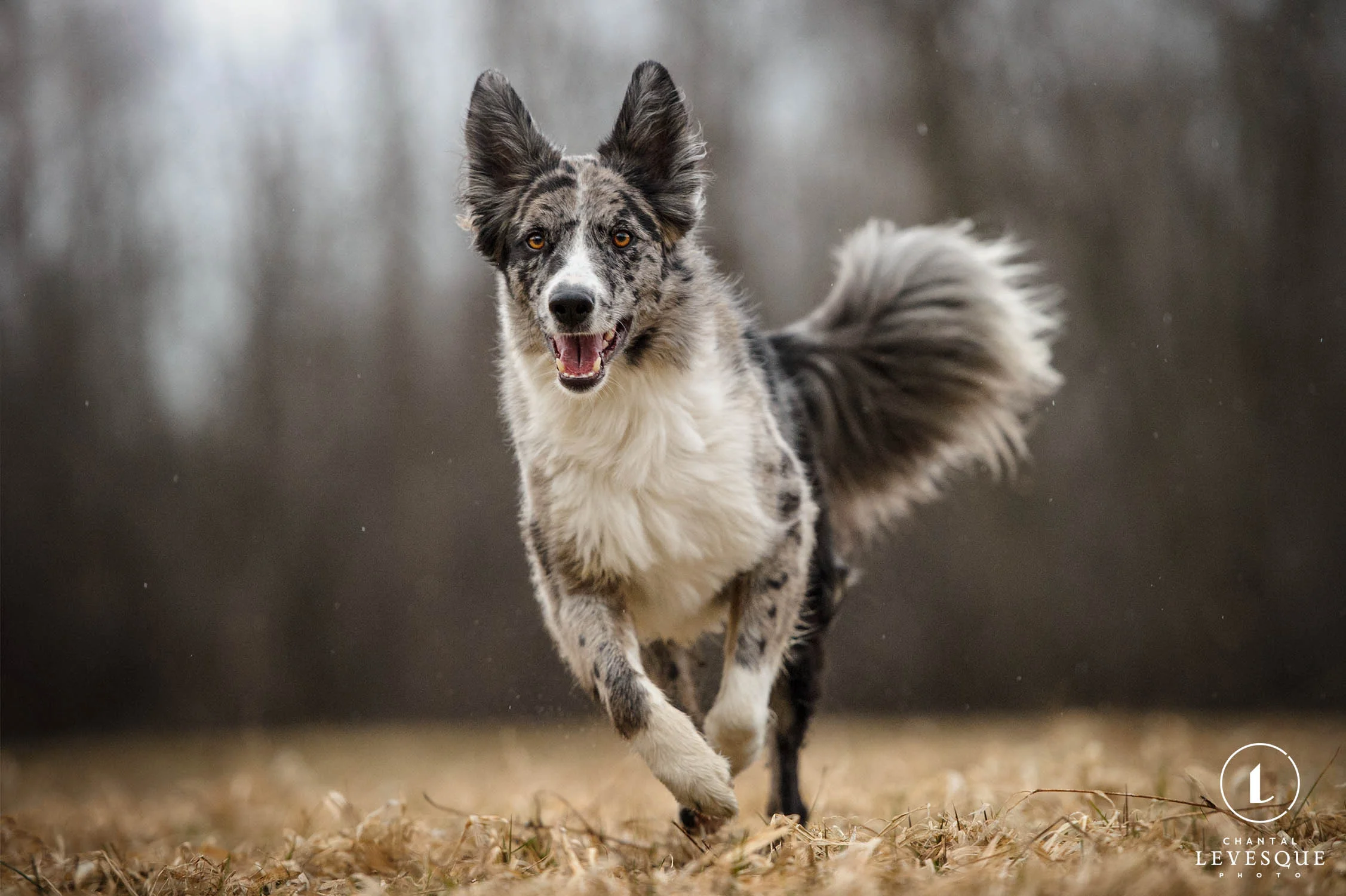 happy-dog-running.jpg