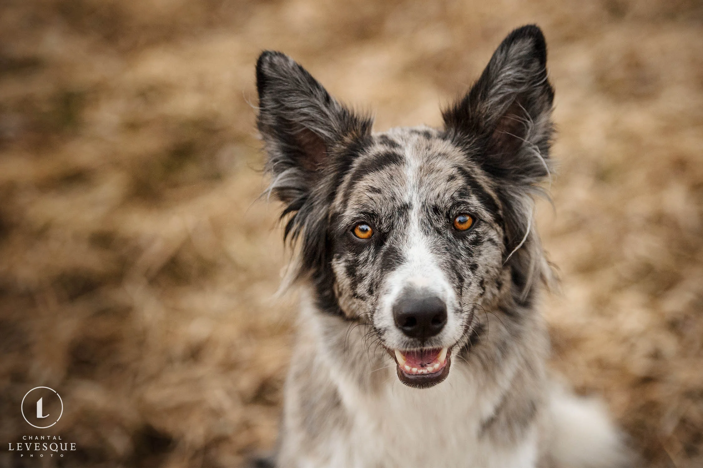 smiling-border-collie.jpg