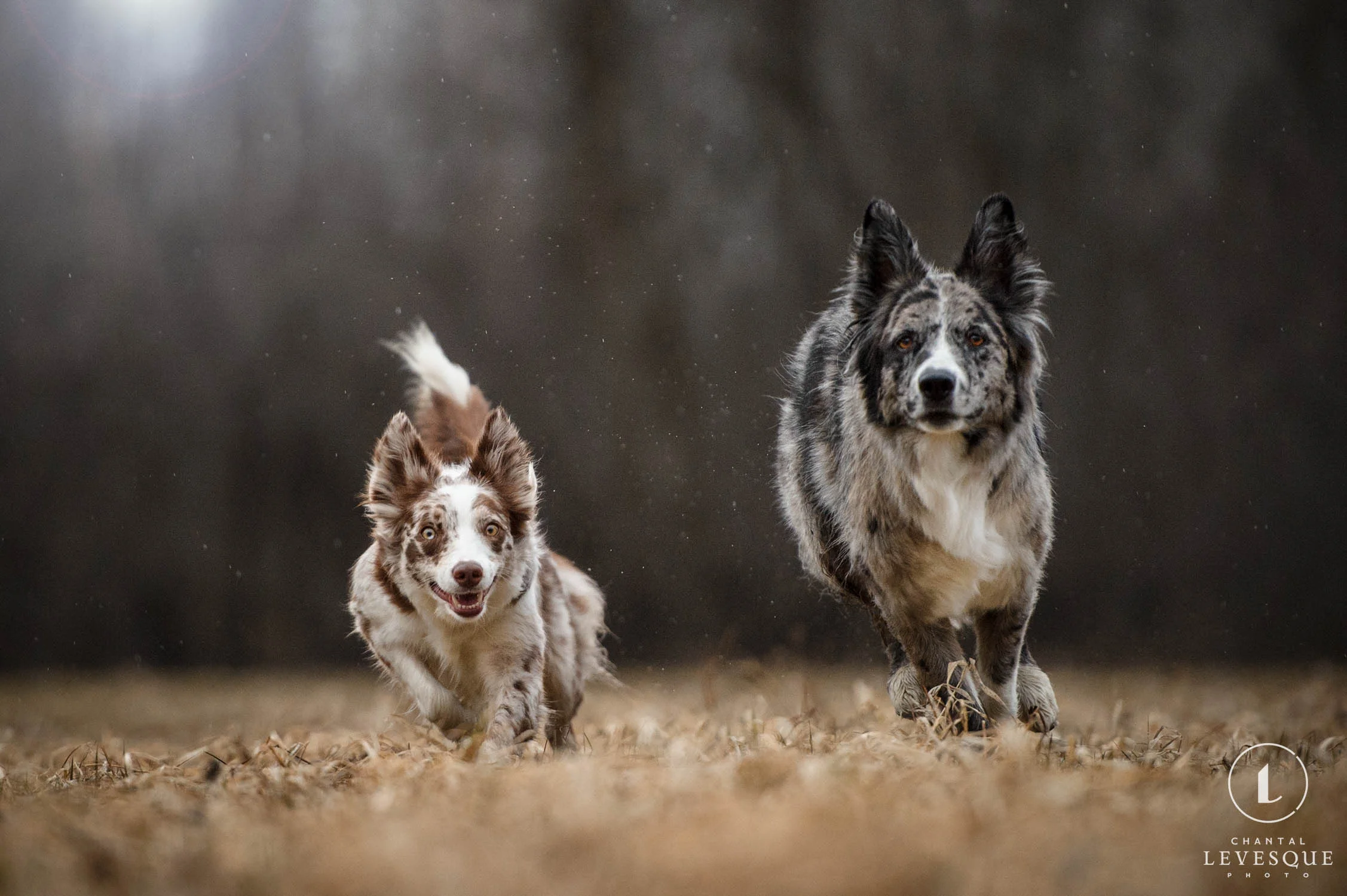 two-dogs-running.jpg