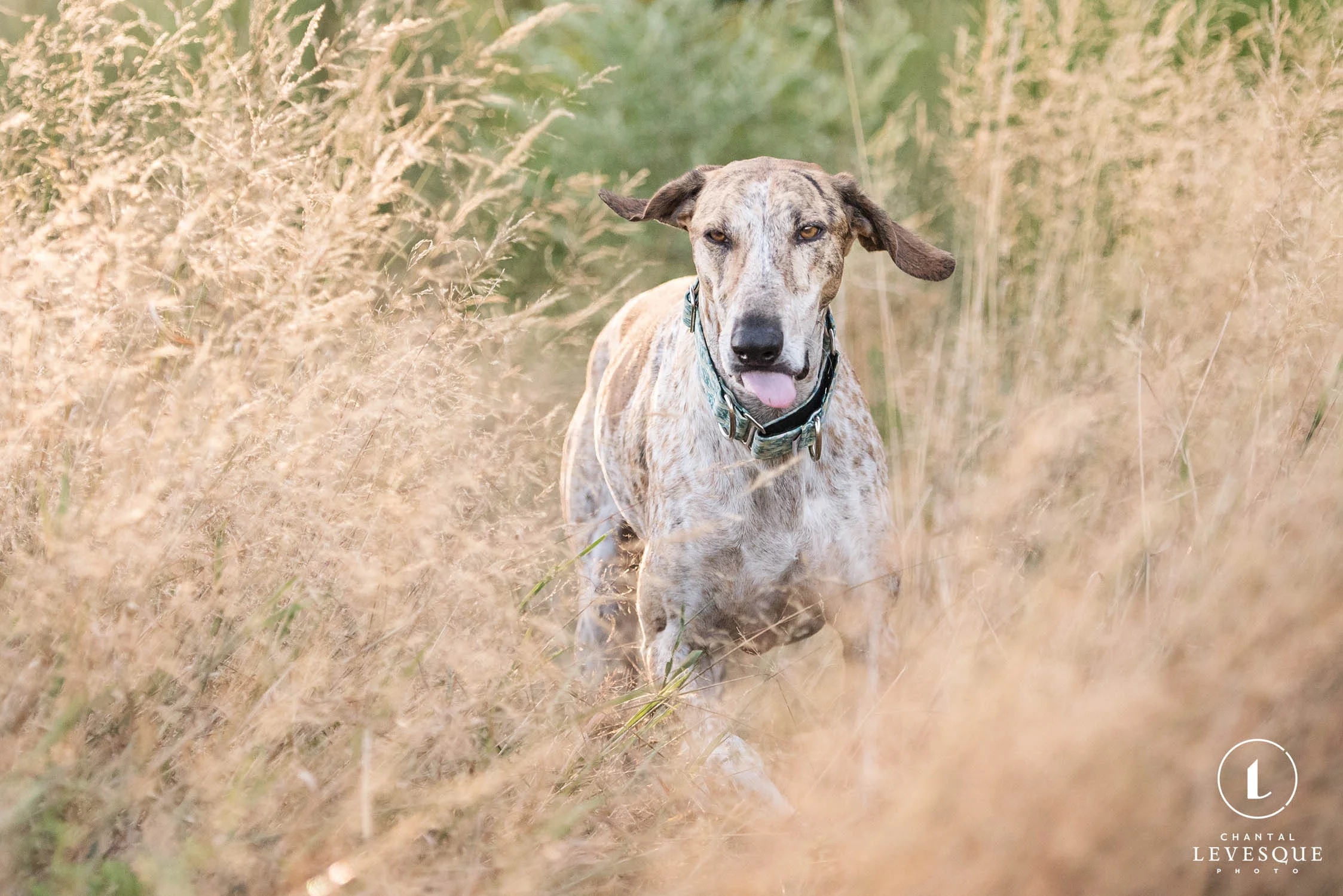 galgo-tongue-out.jpg