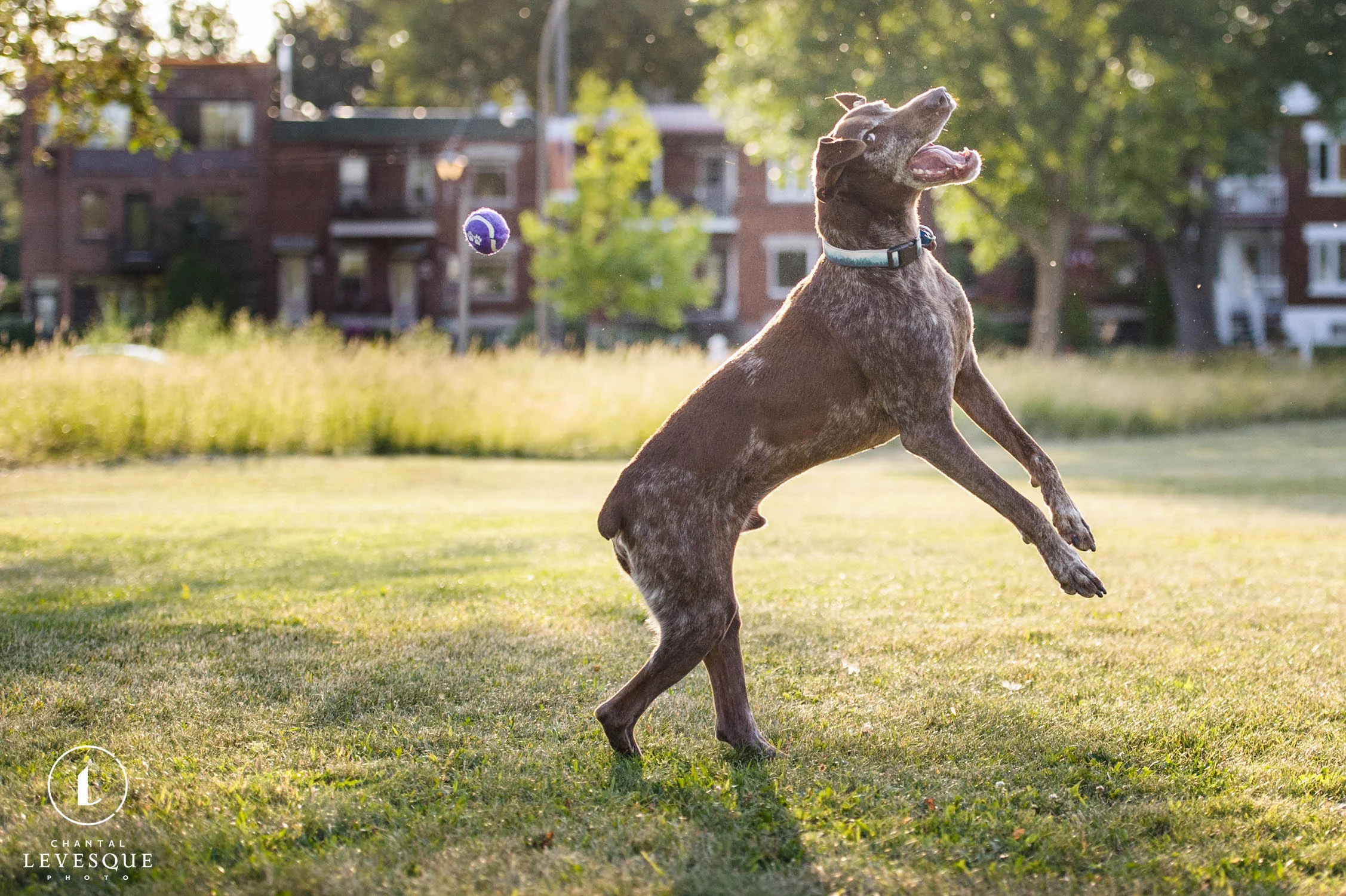 pointer-jump-miss-ball.jpg