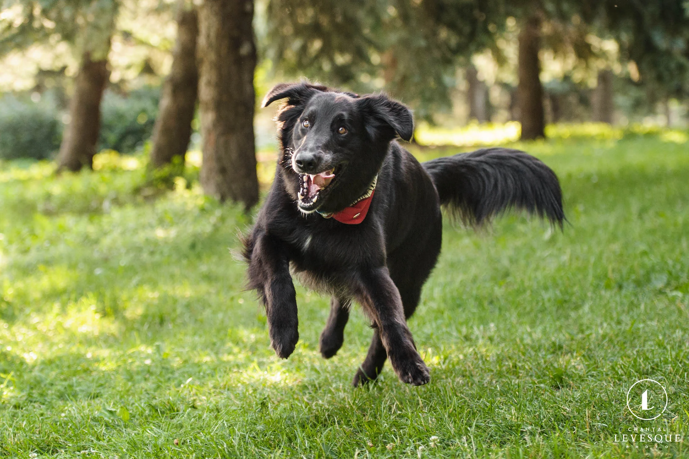 black-dog-running-funny-face.jpg