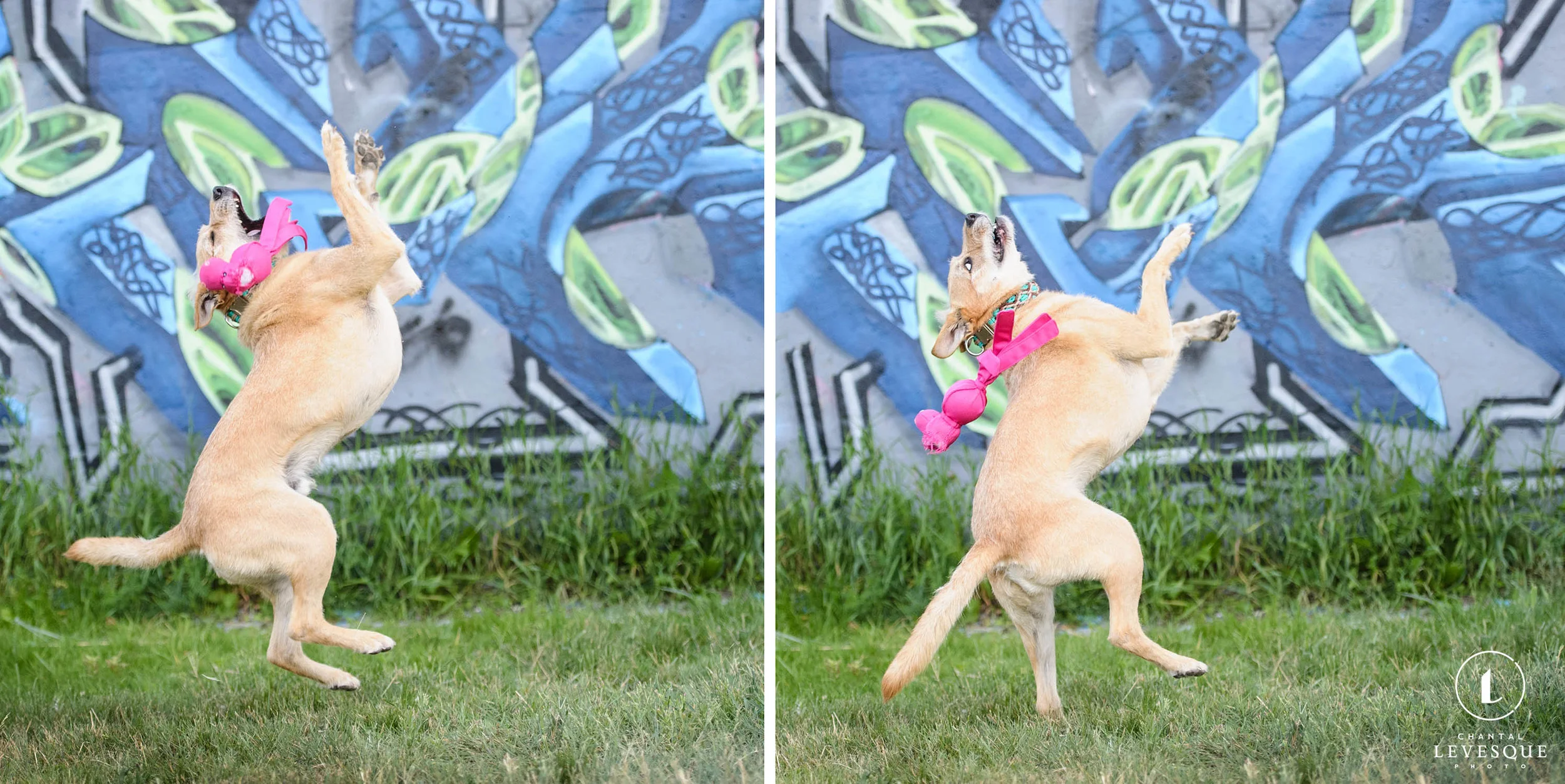 mutt-playing-fetch-awkward.jpg