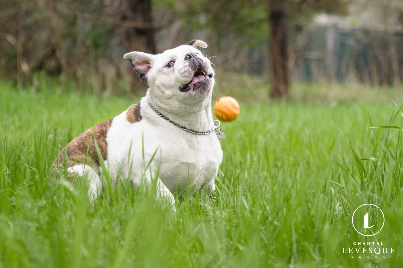 bulldog-funny-face.jpg