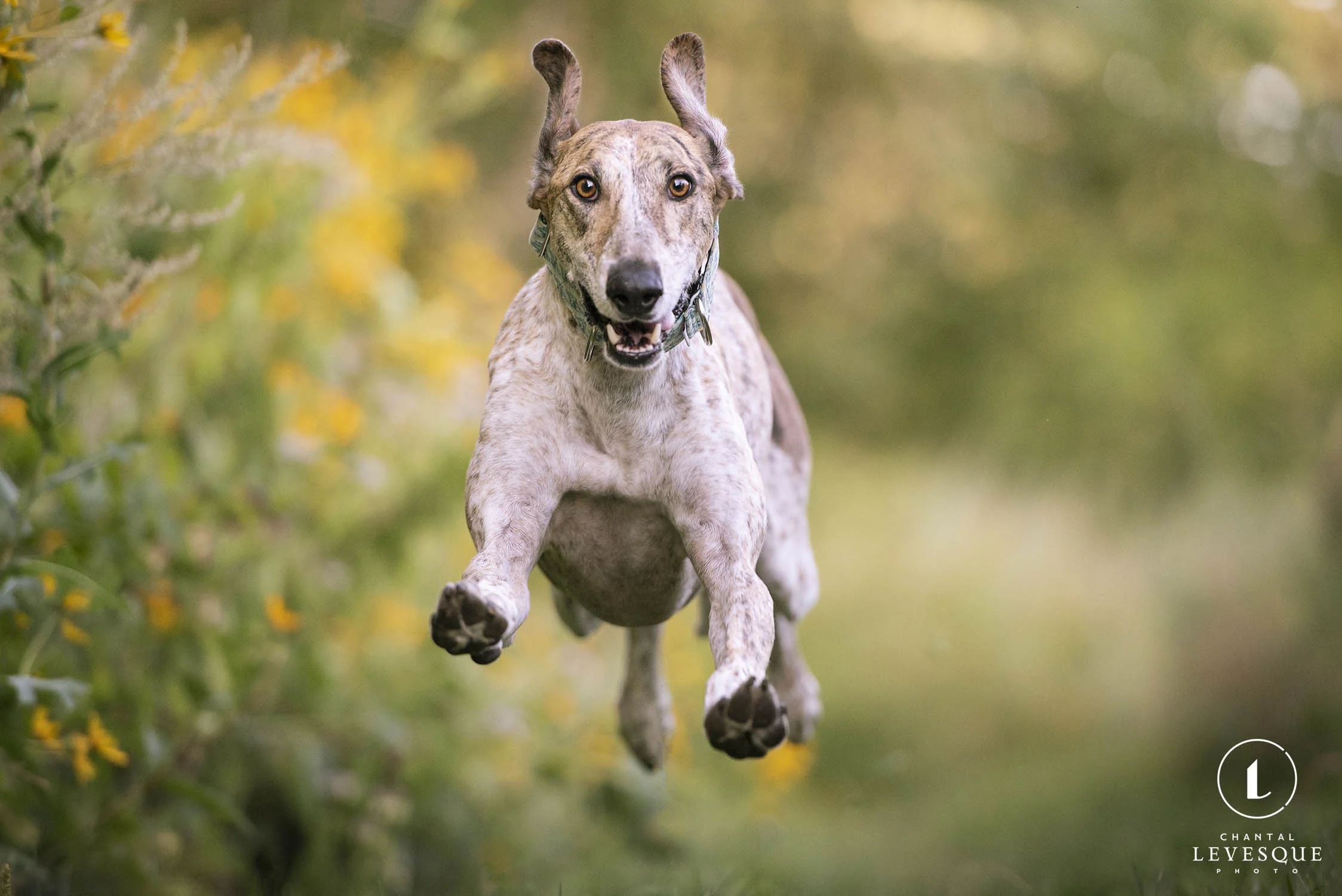 Diego-galgo-running-0229-web.jpg