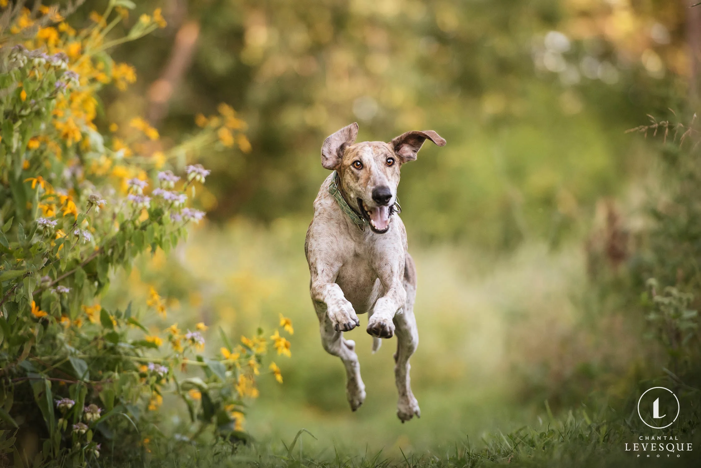 Diego-galgo-montreal-0234-web.jpg