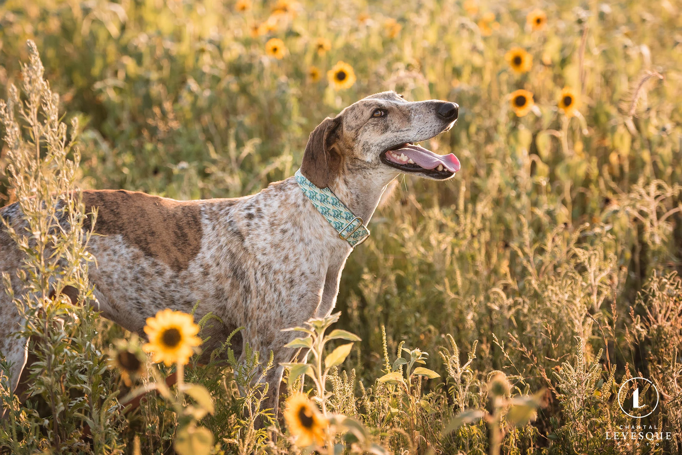 galgo-smile-sunset.jpg