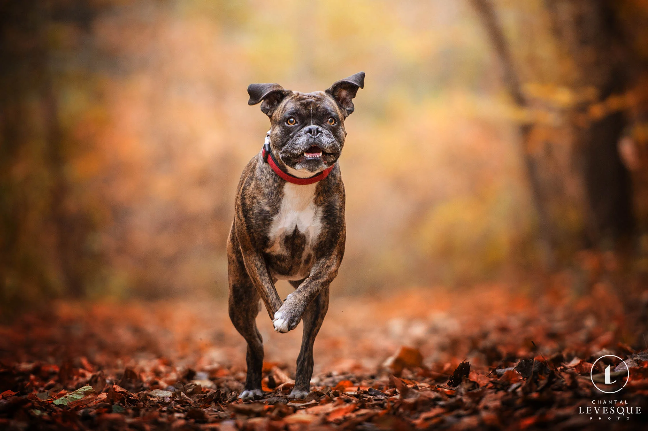 SÉANCES PHOTO D'AUTOMNE