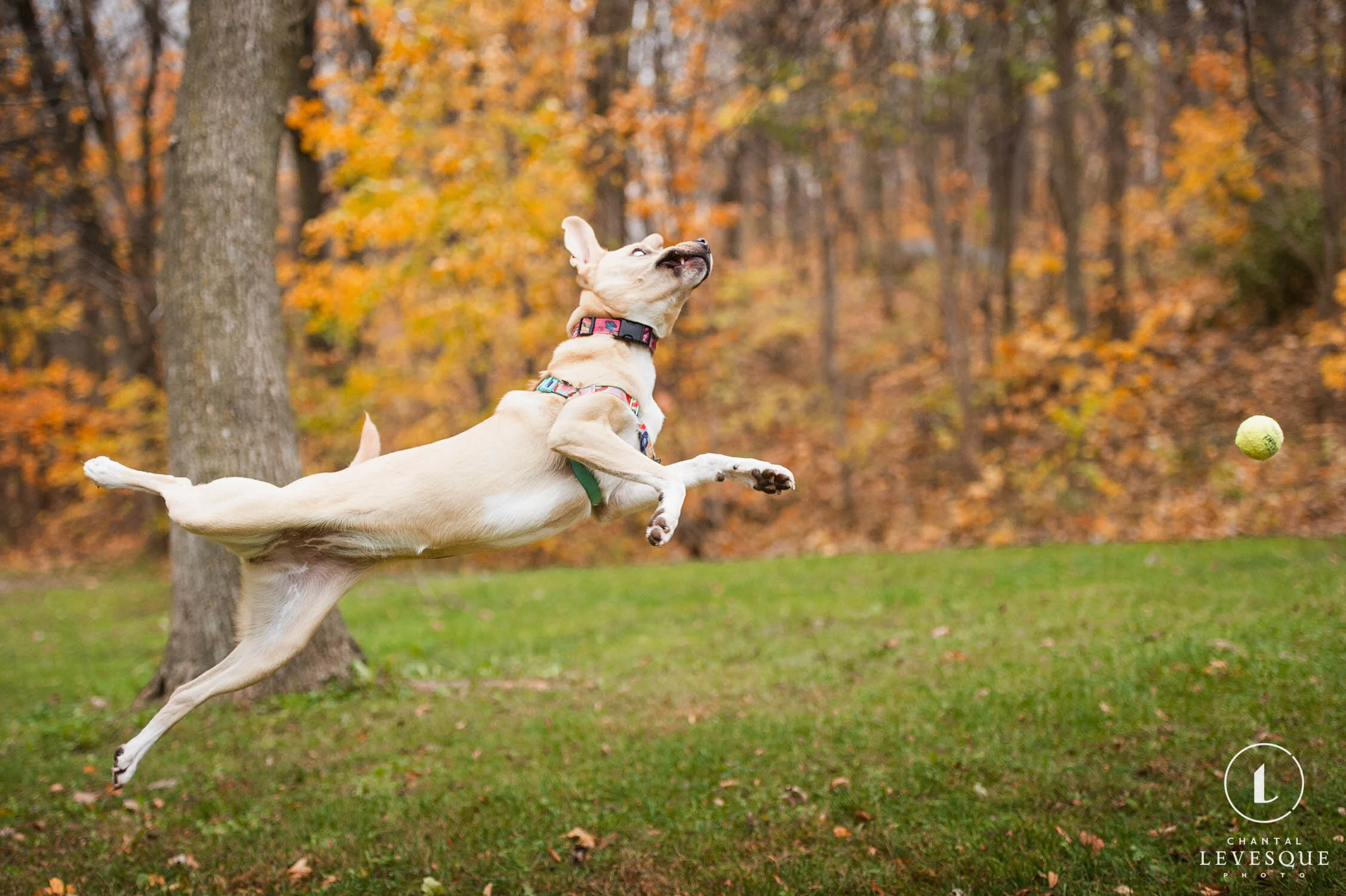 BLOOPERS D’AUTOMNE 2019