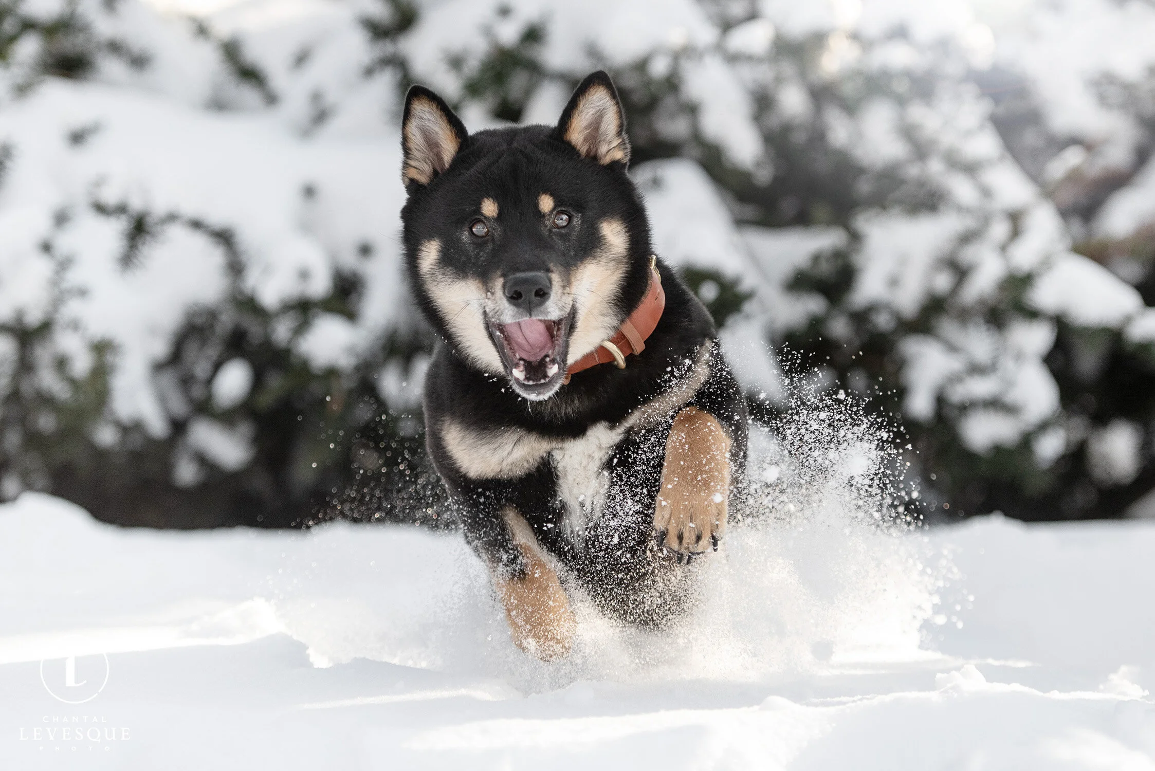1 AN DANS LA VIE DE KABUKI - FORFAIT PUPPY - 