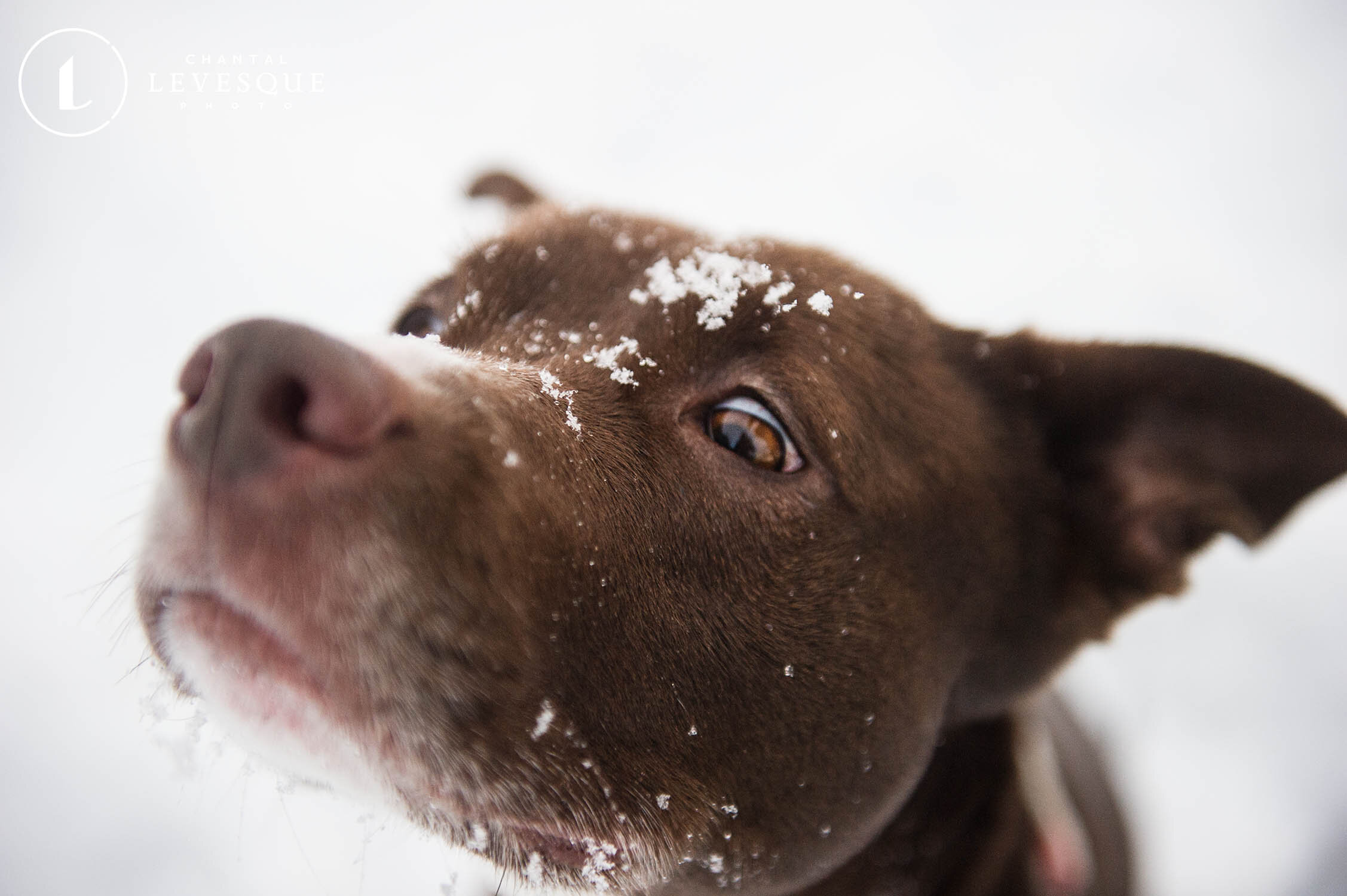 BLOOPERS D'HIVER - CHIENS COMIQUES