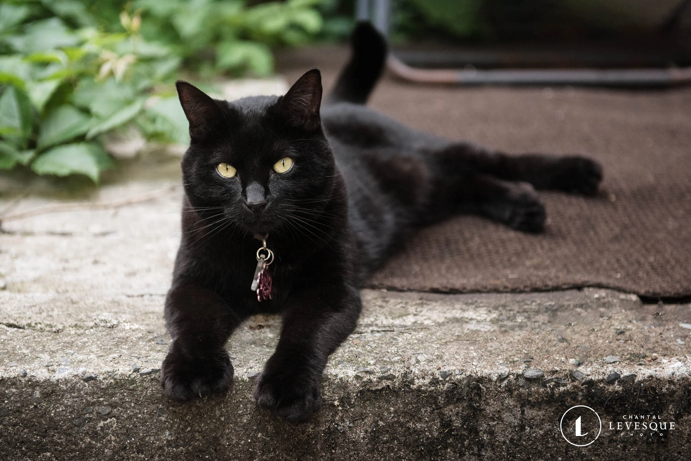 CLOCHETTE - CHATTE NOIR RESCAPÉE