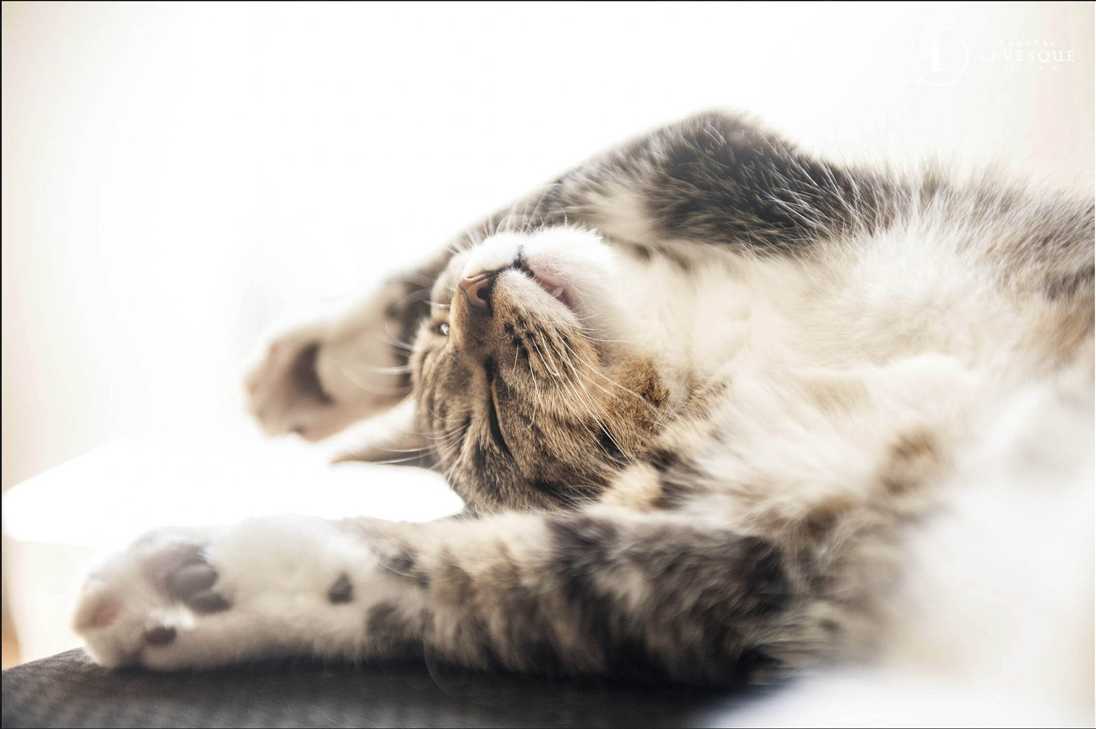 shirow-cat-sleep.jpg