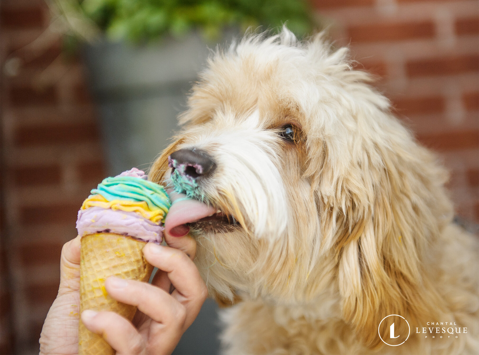 dog-eating-ice-cream-4153.jpg