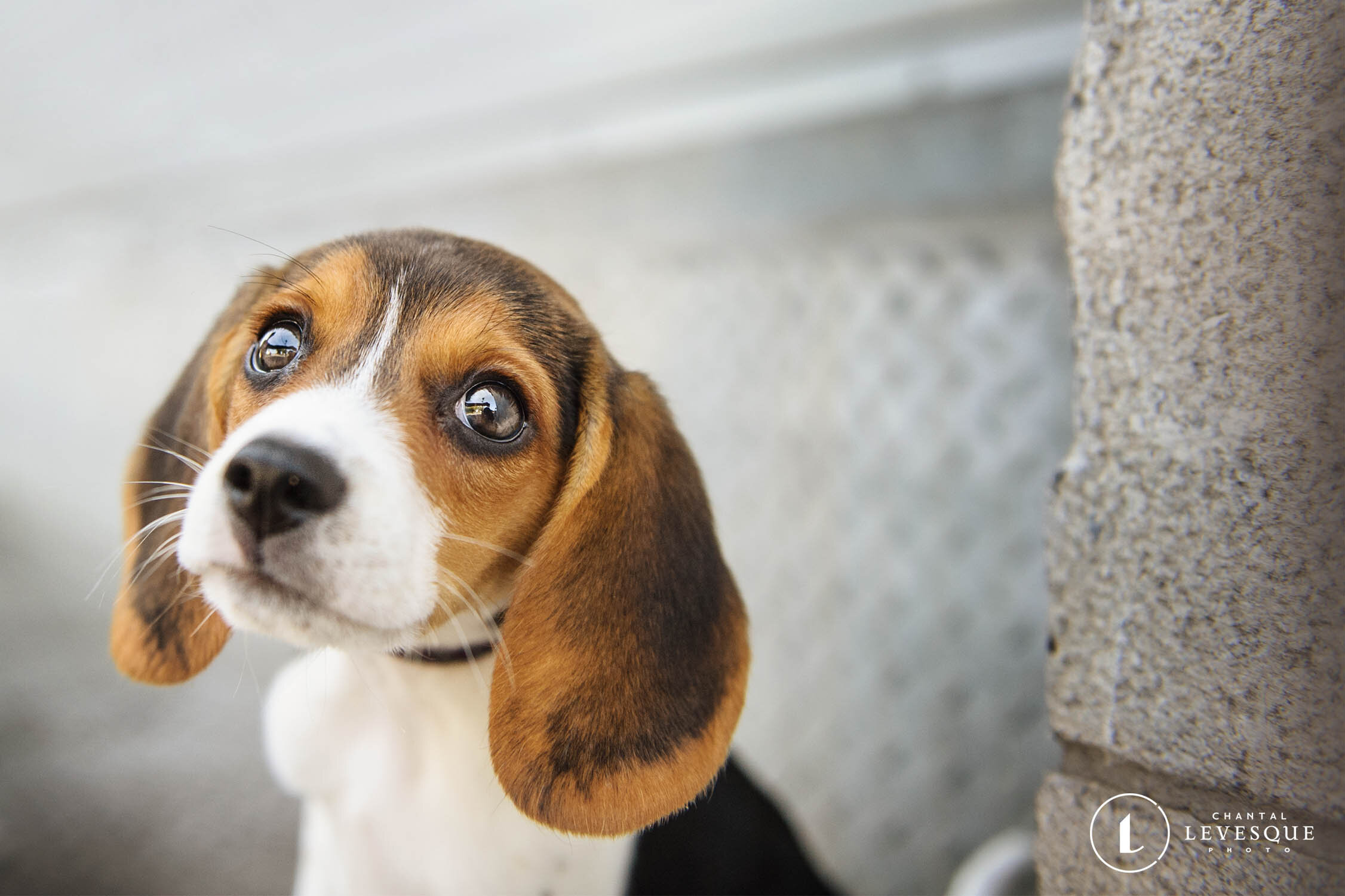 beagle-puppy-4570.jpg