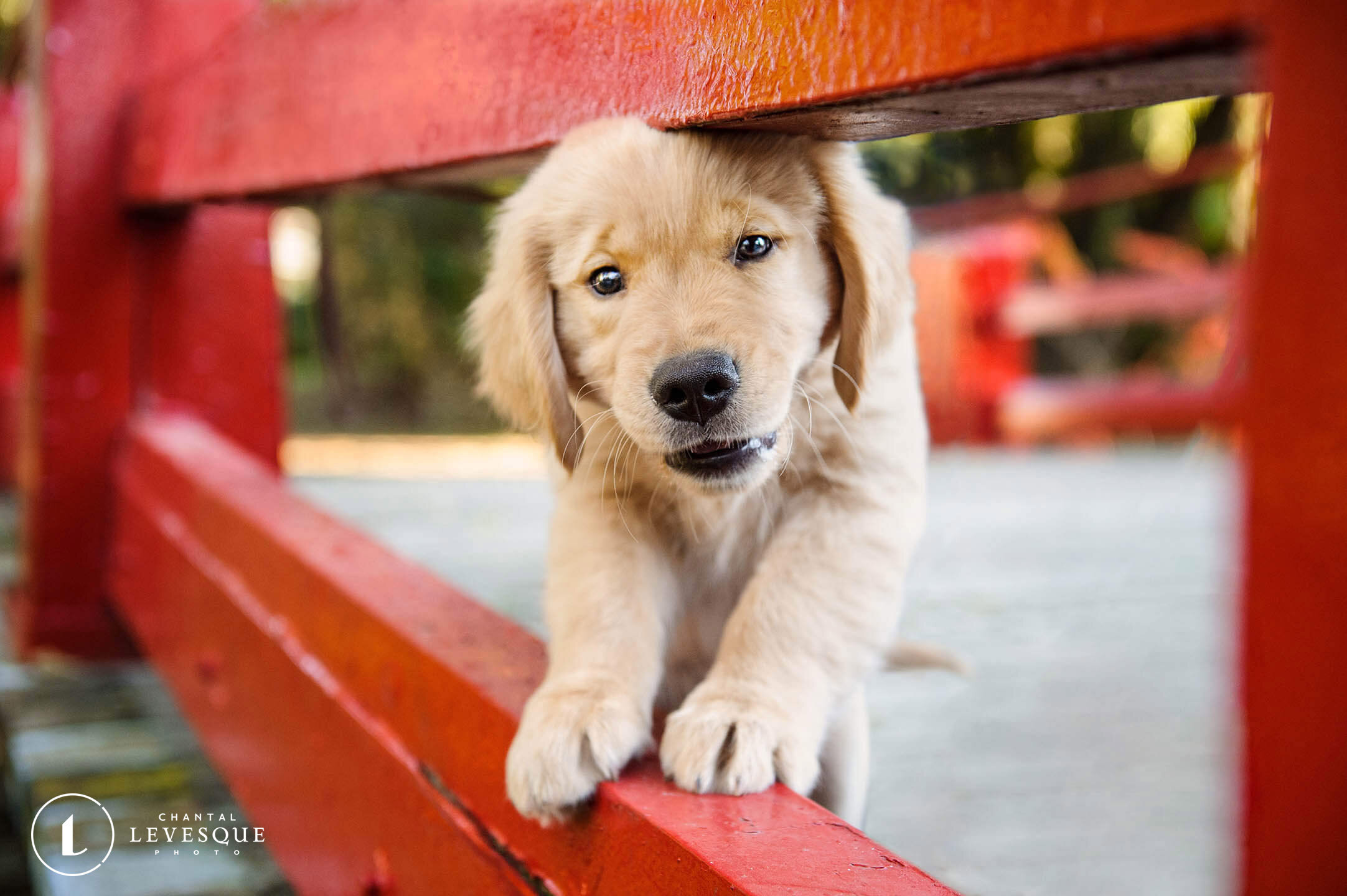 golden-retriever-puppy.jpg