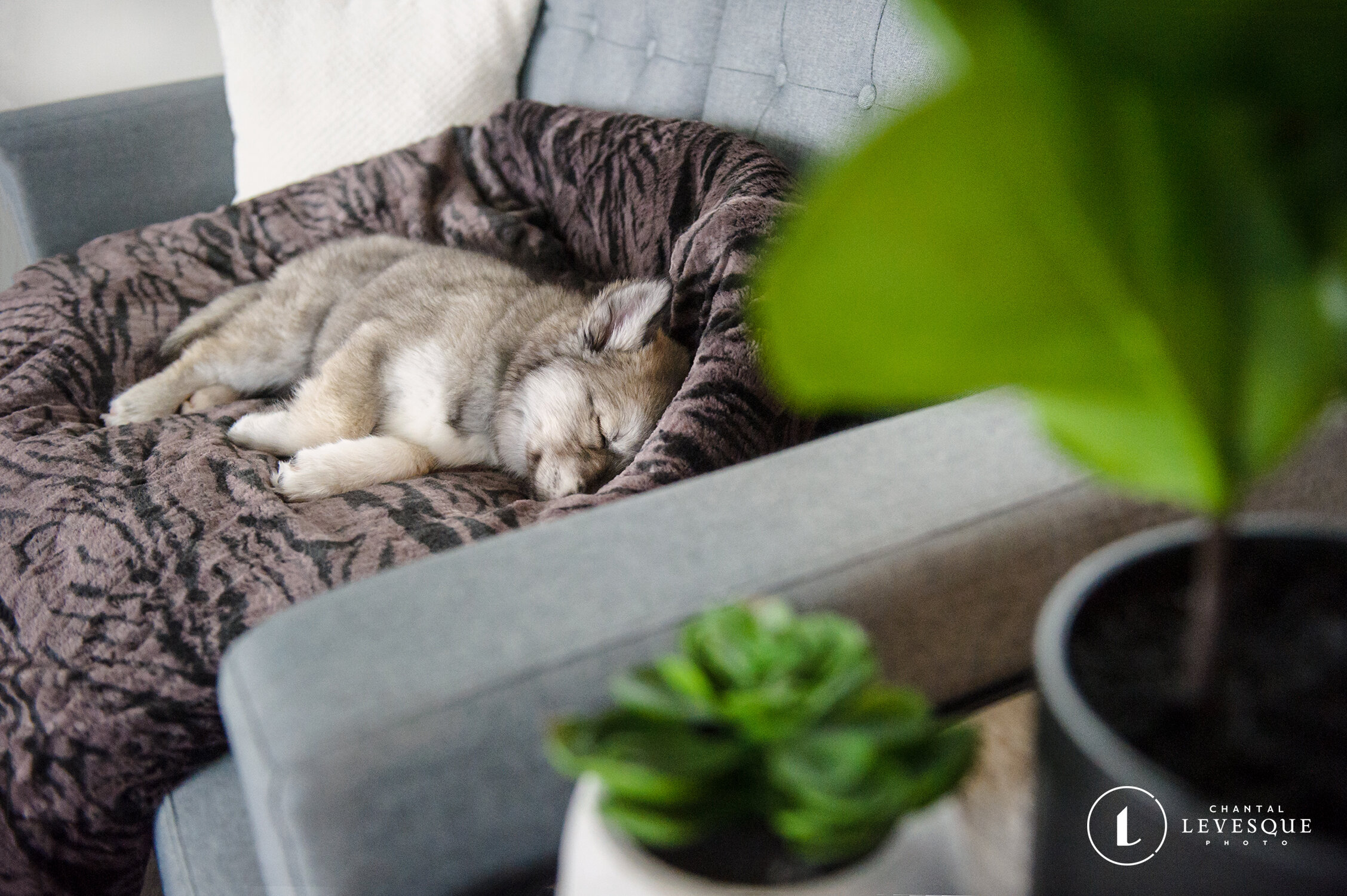 puppy-sleeping-sofa-5105.jpg