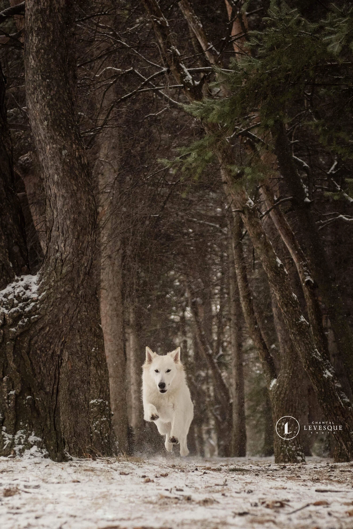 white-shepherd-running-woods.jpg