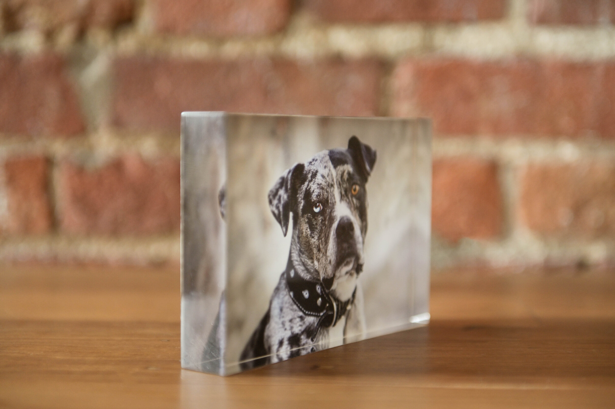 acrylic-block-dog-photo-1217.jpg