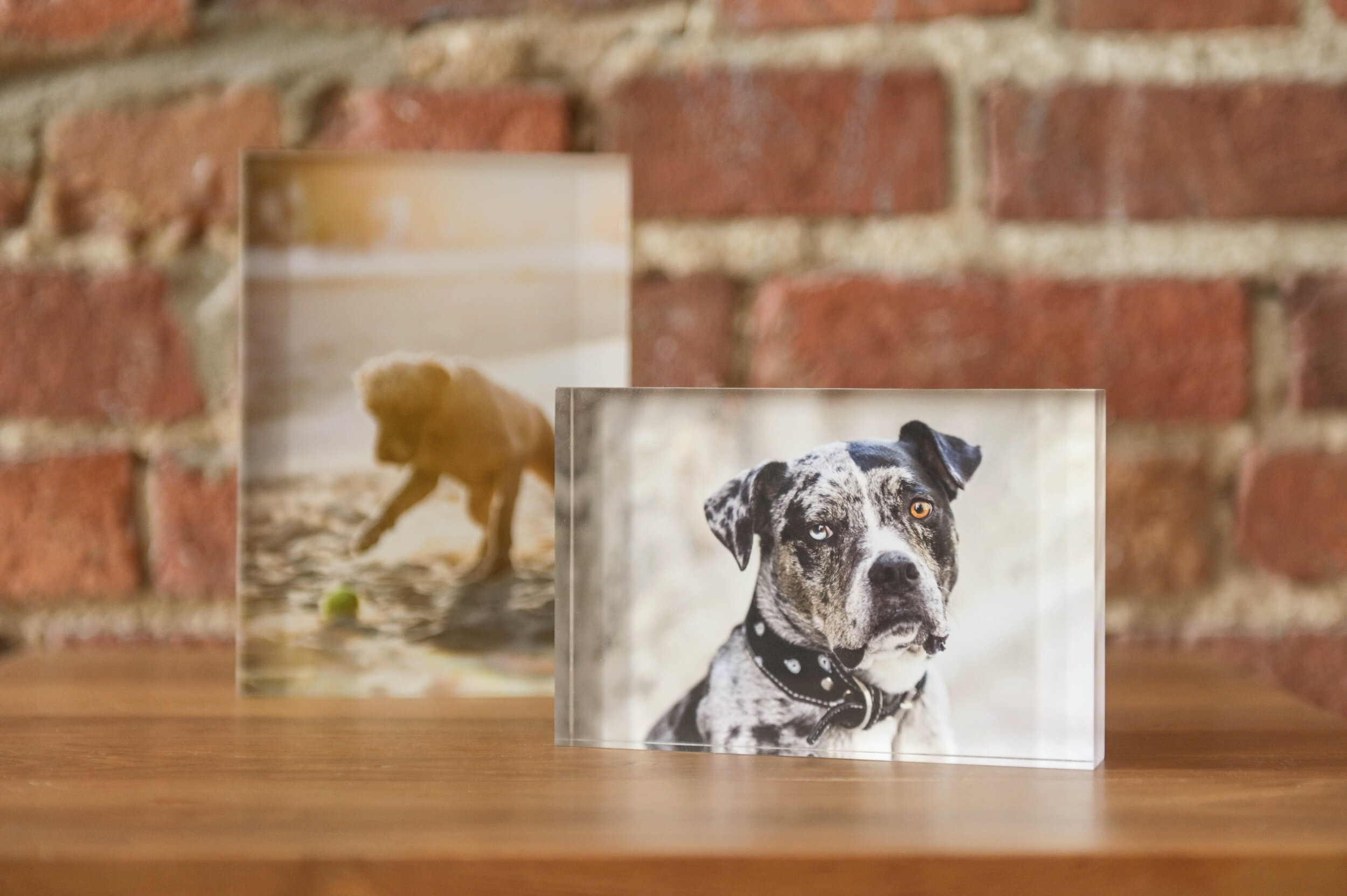 acrylic-block-dog-photography_1219.jpg