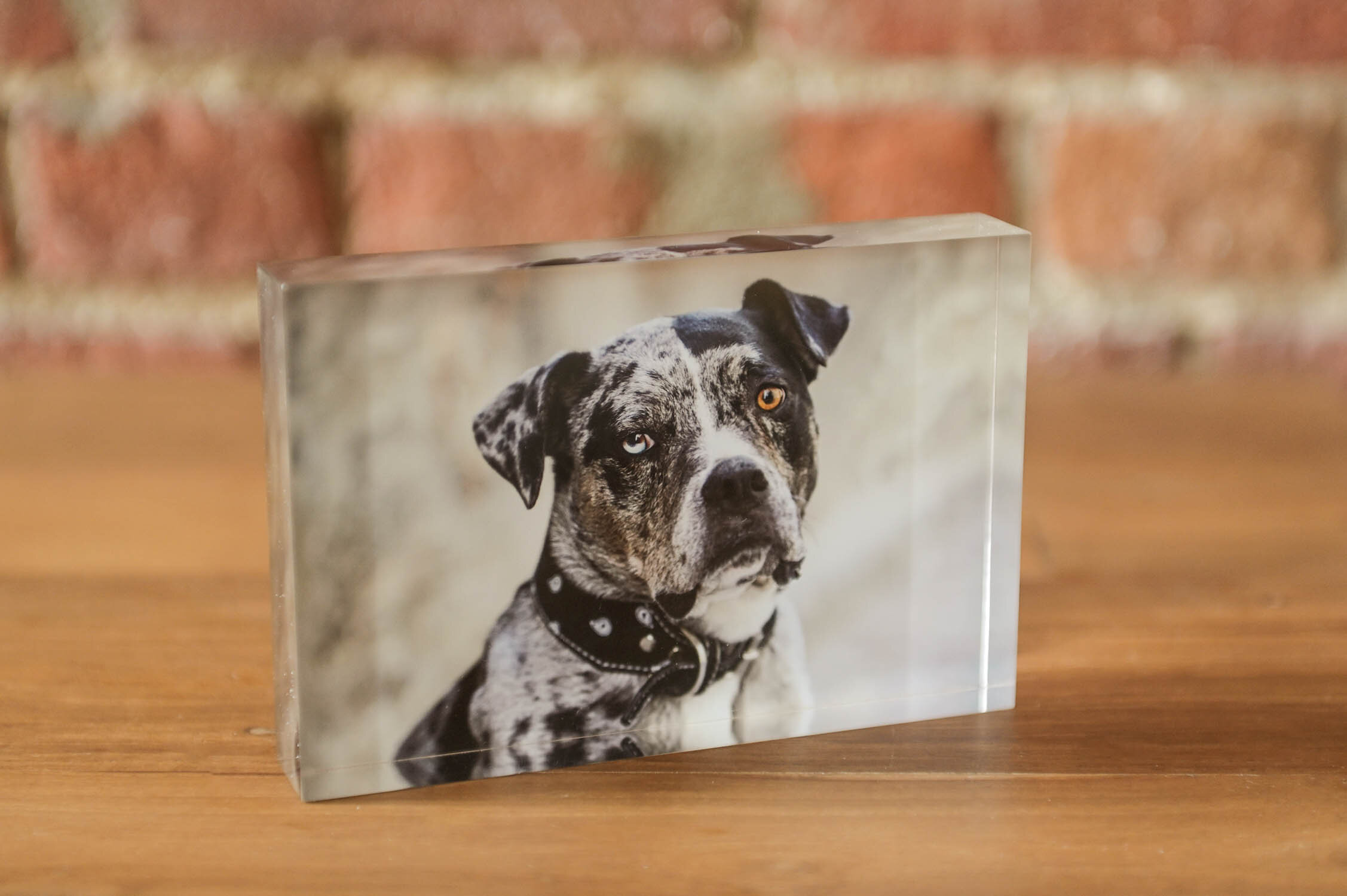 acrylic-block-dog-portrait-1203.jpg