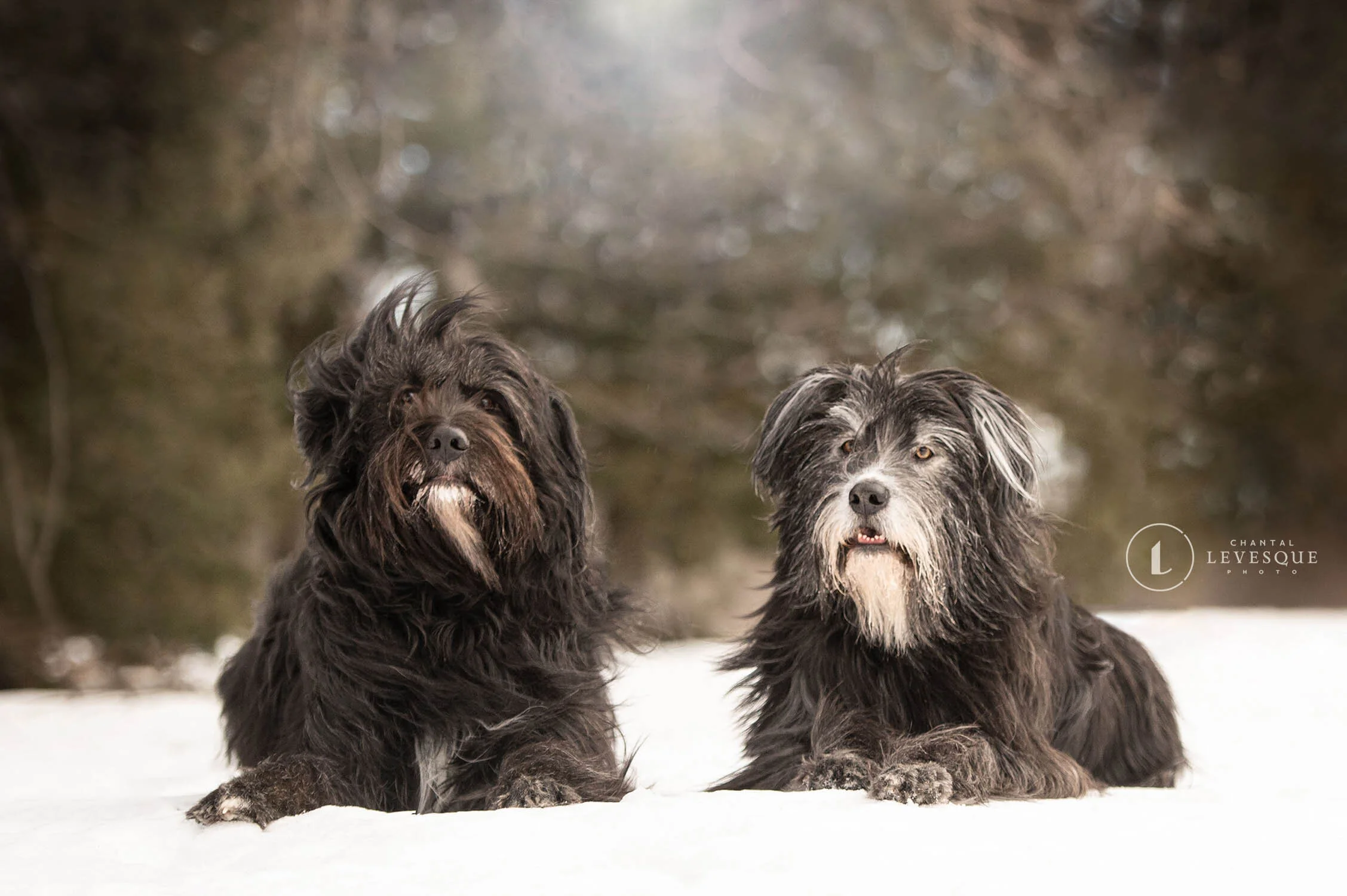 SÉANCE EN HIVER AVEC DEUX RESCUES ACTIFS