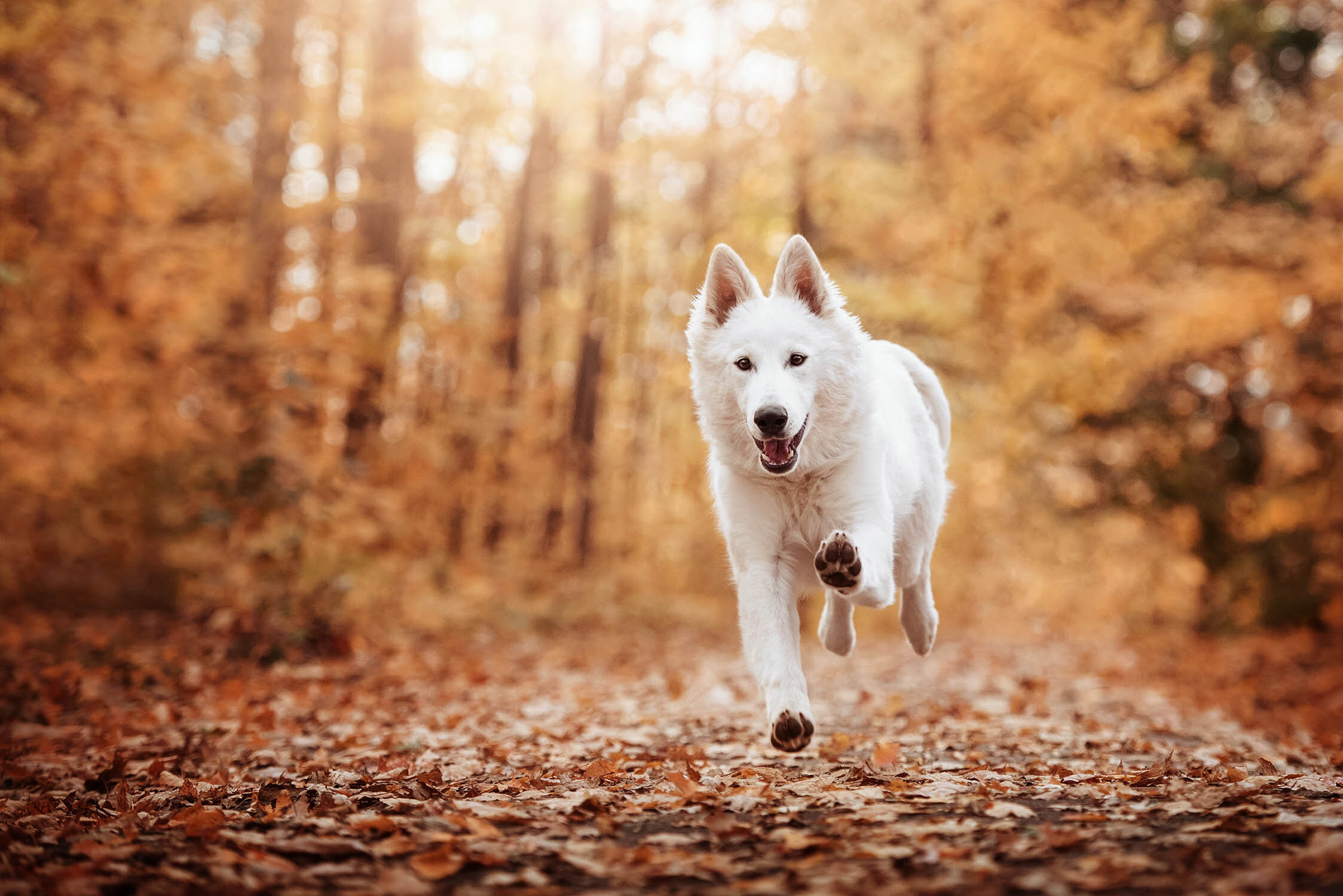 running-white-shepherd-fall-colors.jpg