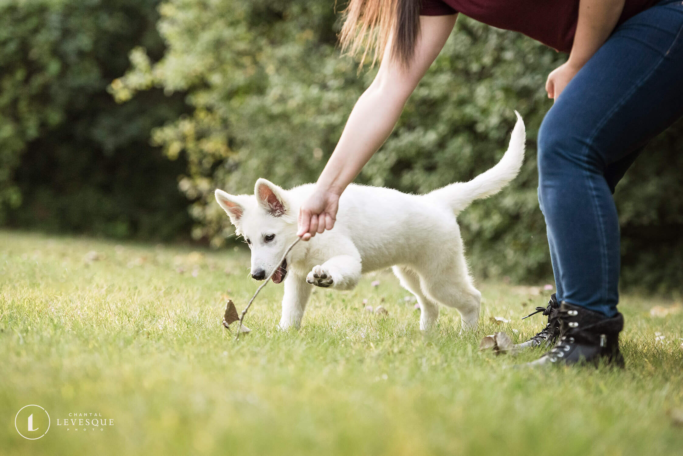 white-shepherd-puppy-play.jpg