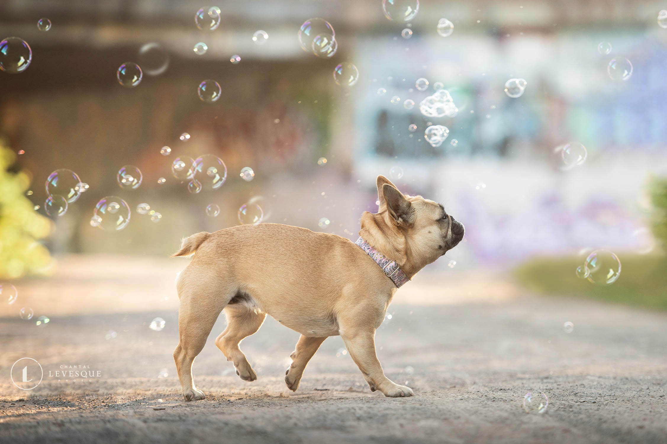 french-bulldog-bubbles-6516.jpg
