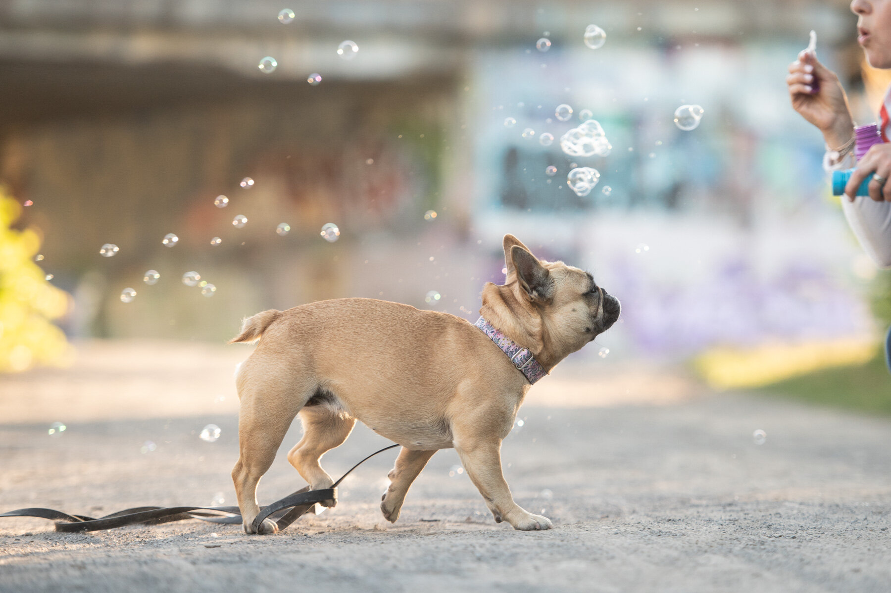 frenchie-bubbles-6516.jpg